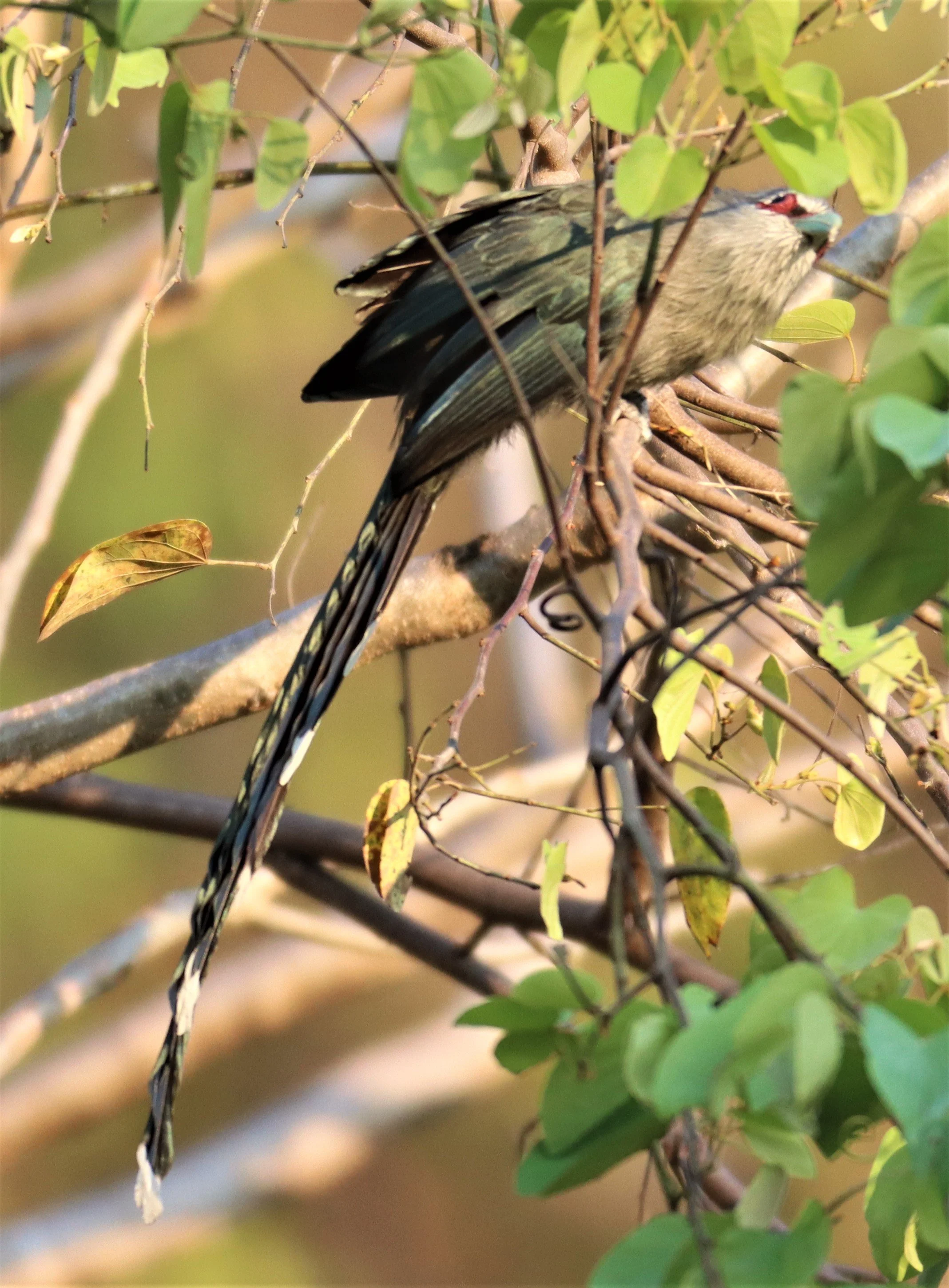 Green-billed Malkoha (Phaenicophaeus tristis) Pak Chong Hot Springs Thailand (2).jpg