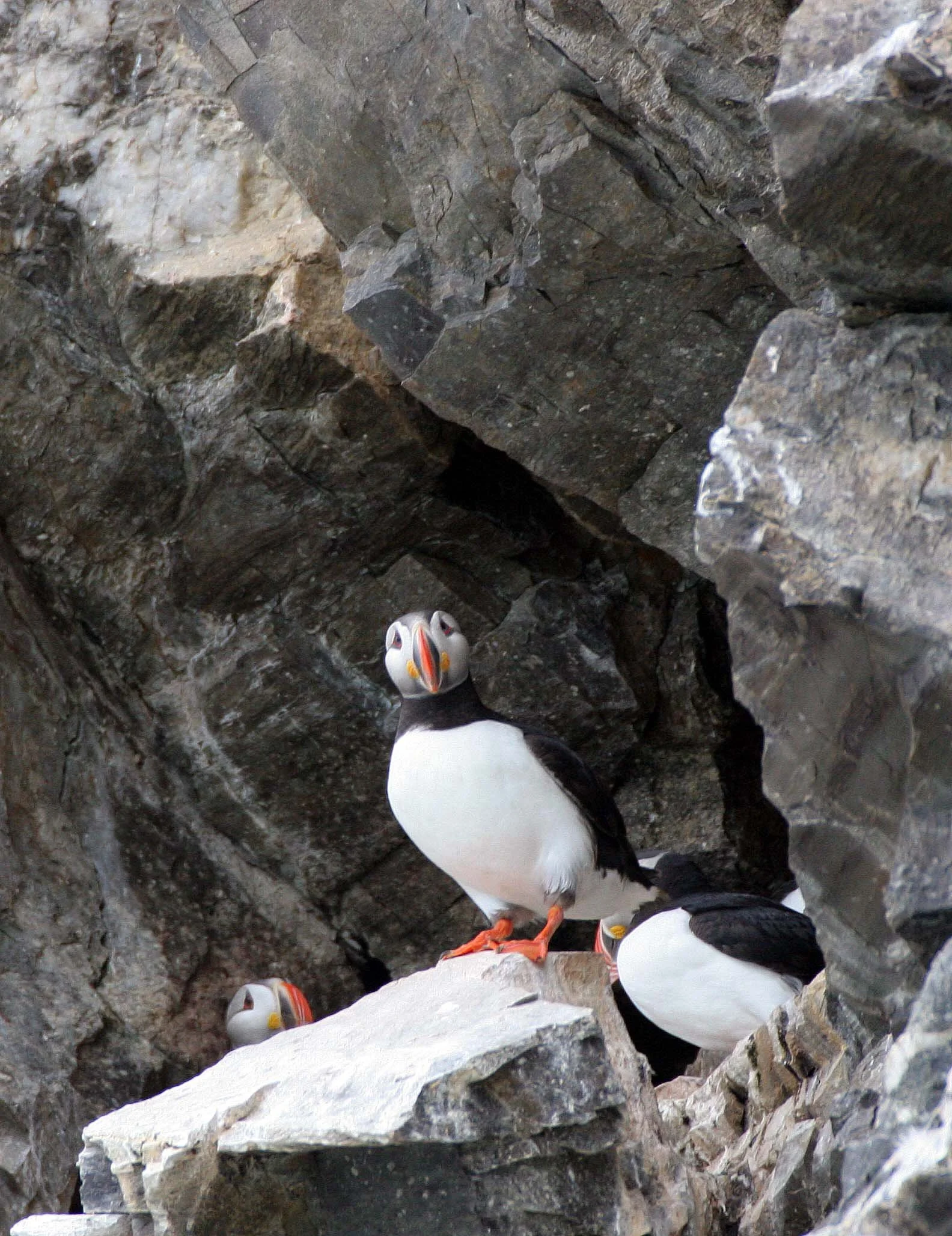 Fratercula arctica - ATLANTIC PUFFIN - SVALBARD (37).jpg
