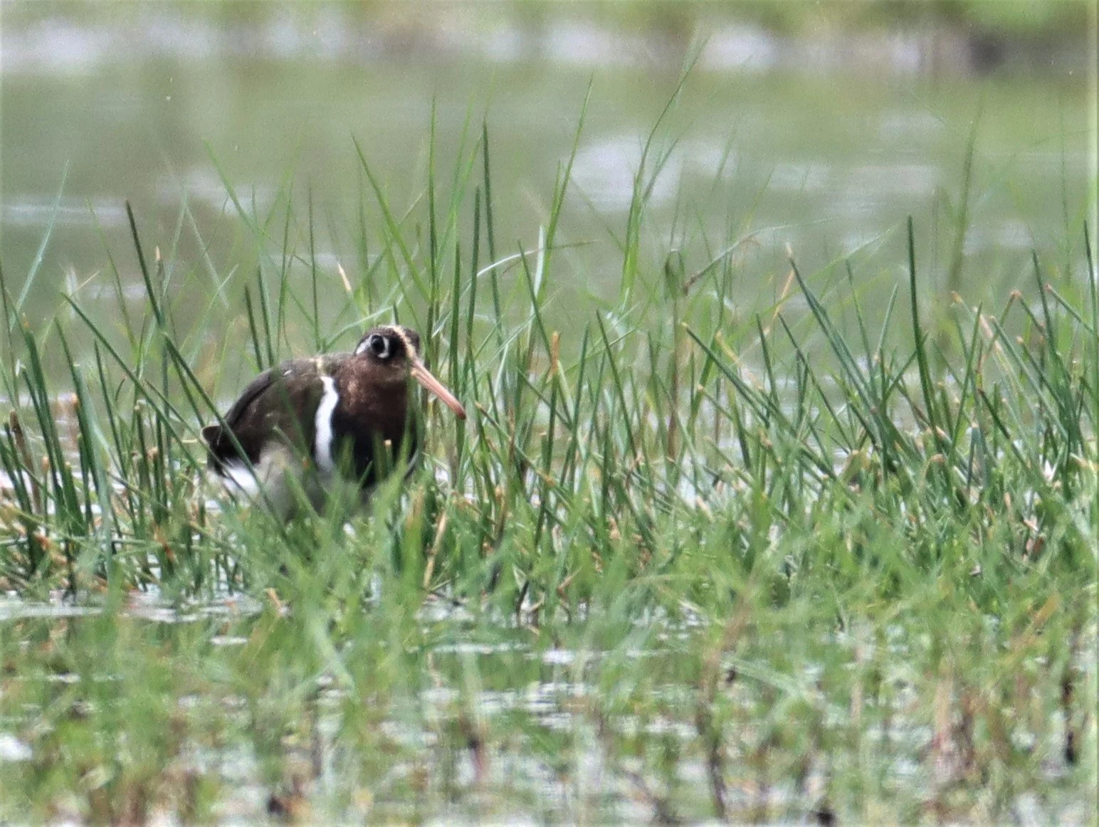 SNIPE - GREATER PAINTED SNIPE - Rostratula benghalensis - KHAO SAM ROI YOD NO (7).jpg