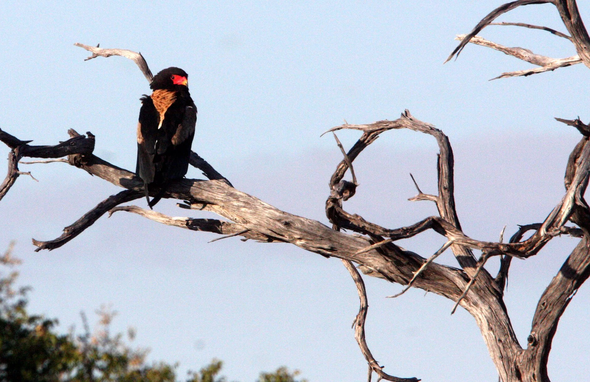 Terathopius ecaudatus - BATELEUR - KHWAI CAMP OKAVANGO BOTSWANA (8).JPG