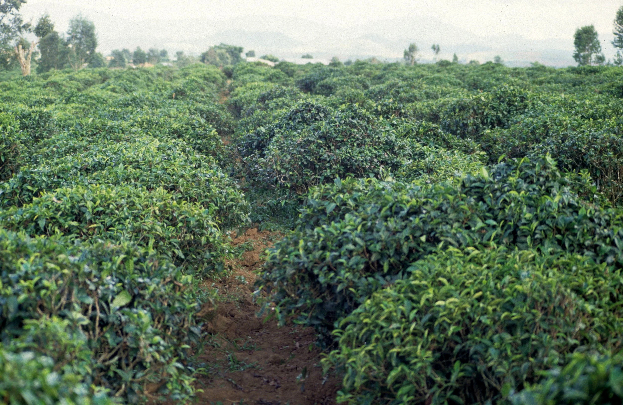 DALAT - TEA FARM.jpg