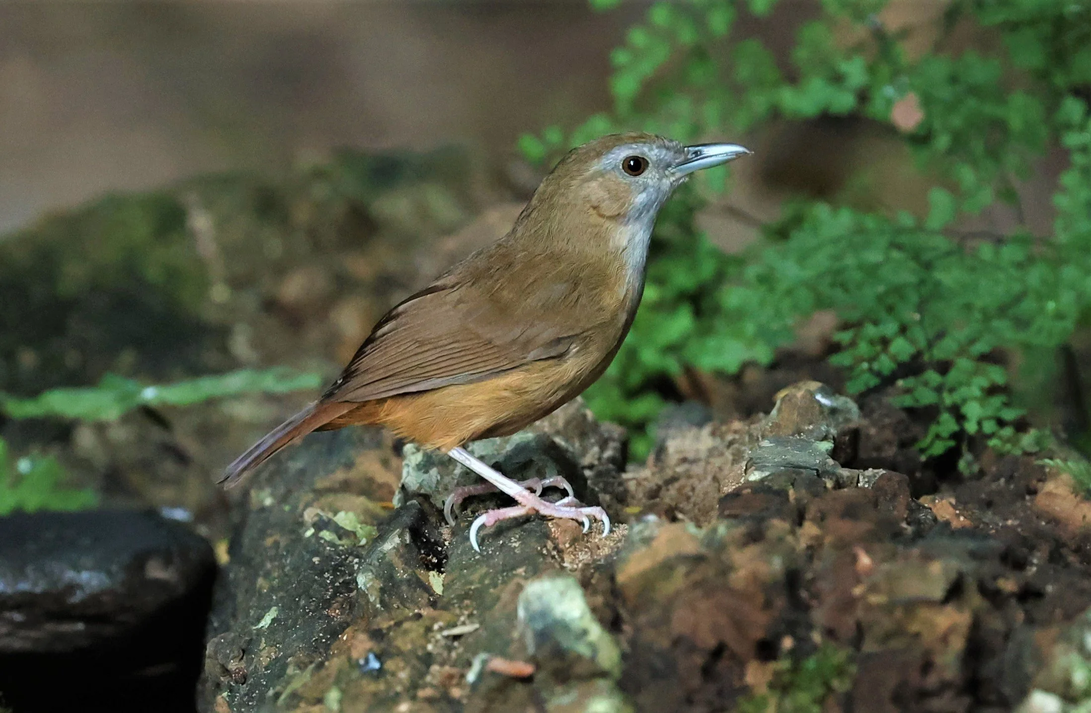BABBLER - ABBOTT'S BABBLER - Malacocincla abbotti - PETCHABURI PROVINCE - NUY HIDE NEAR KAENG KRACHAN JAN 2022 (21).jpg