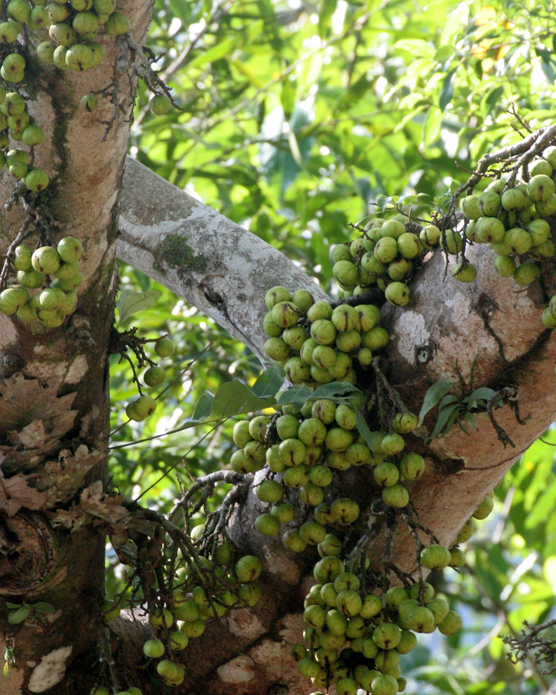 TABIN WILDLIFE RESERVE BORNEO - FICUS IN FRUIT.JPG