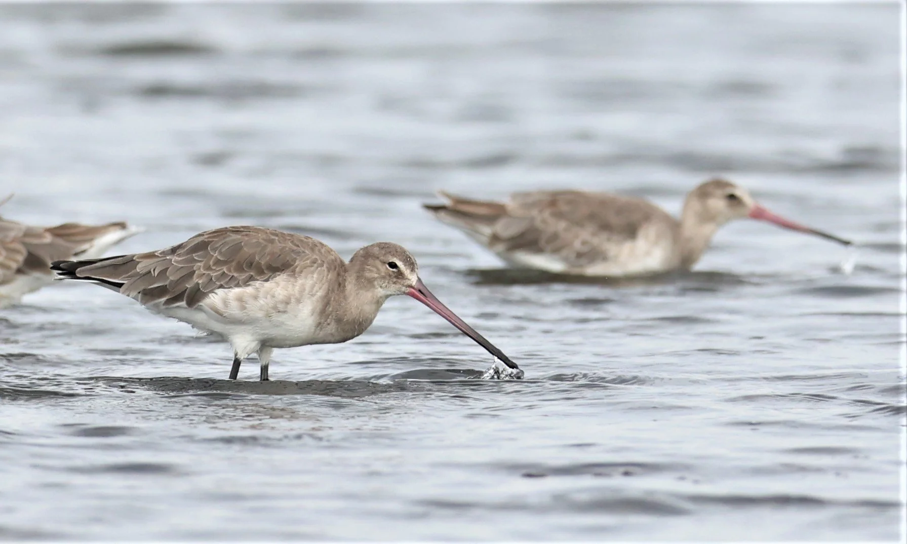GODWIT - BLACK-TAILED GODWITS - Limosa limosa - WITH CURLEW SANDPIPER - BANG PAKONG SALT PANS CHACHOENGSAO WEST OF RIVER 14 NOV 2021 (4).jpg