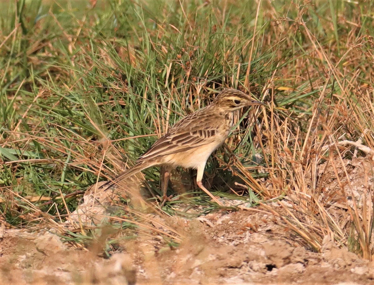 Paddyfield Pipit (Anthus rufulus) BANG KHAEM WETLANDS NAKHON PATHOM (5).jpg