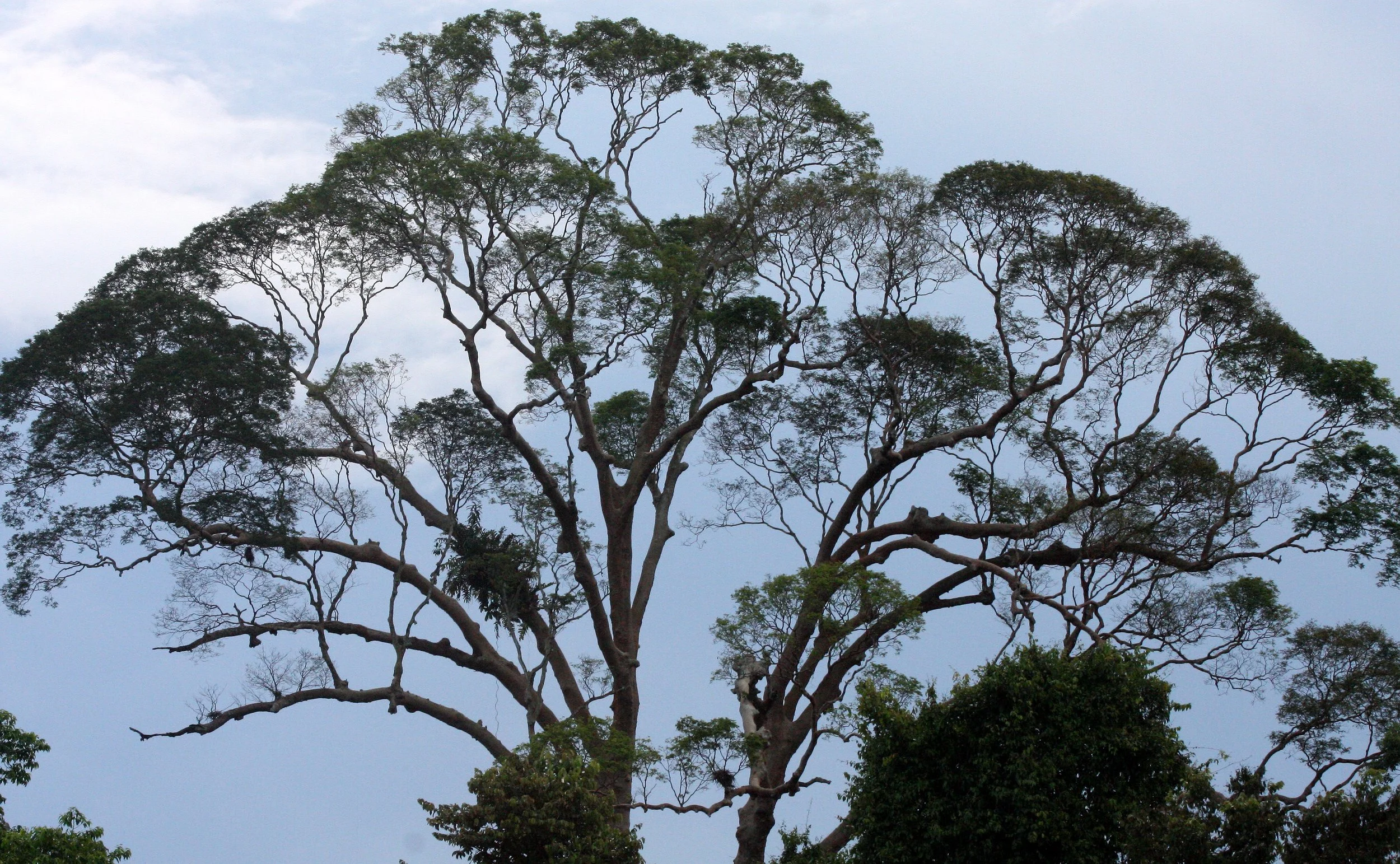 KINABATANGAN RIVER BORNEO - TREE SPECIES D (2).JPG