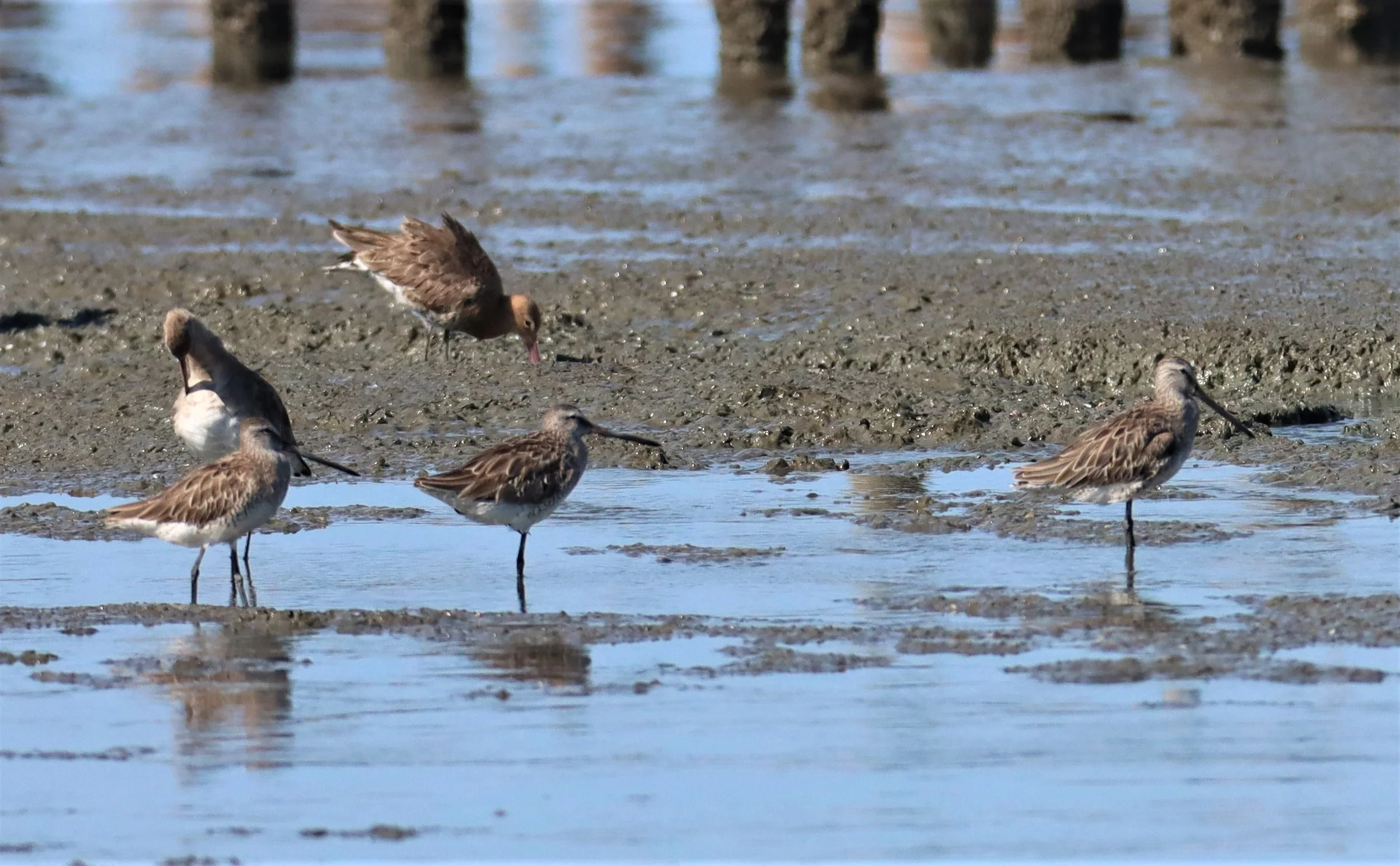 DOWITCHER - ASIAN DOWITCHER - Limnodromus semipalmatus - Mangrove Forest Research Center Samut Sakhon (80).jpg