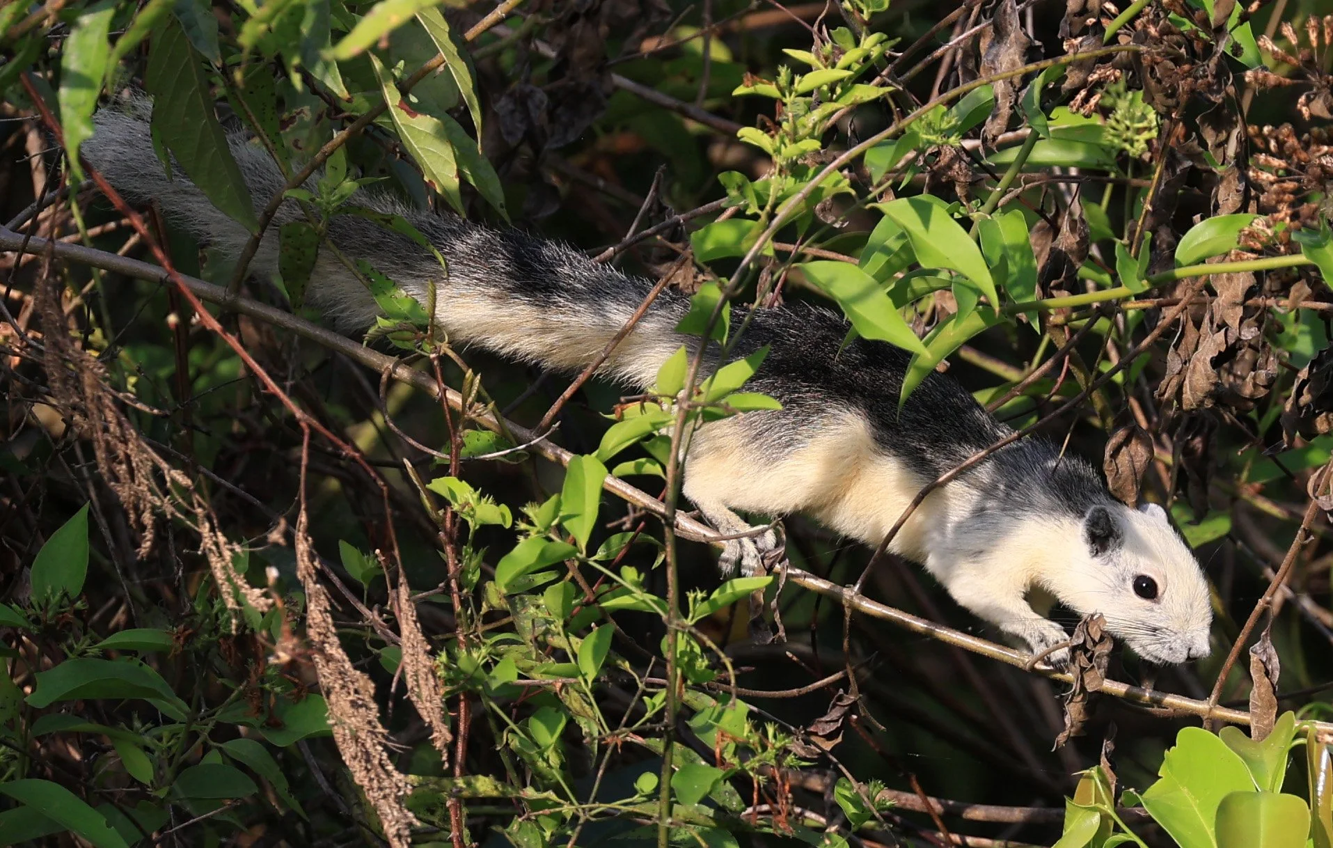 Finlayson's squirrel (Callosciurus finlaysonii bocourti) Khao Yai National Park (2).JPG