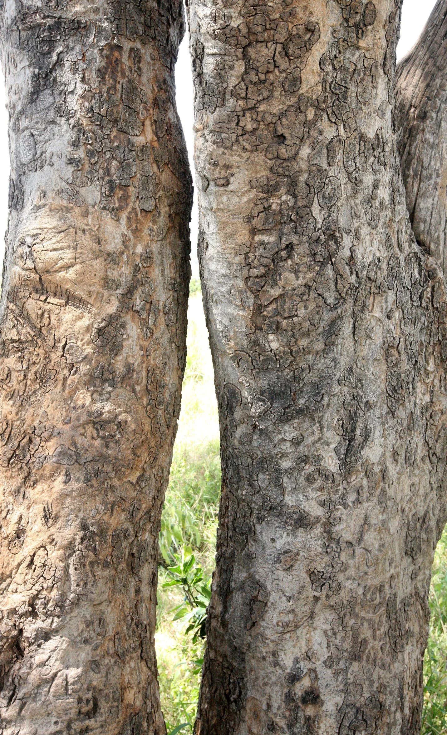 MASAI MARA NATIONAL PARK KENYA (19).JPG