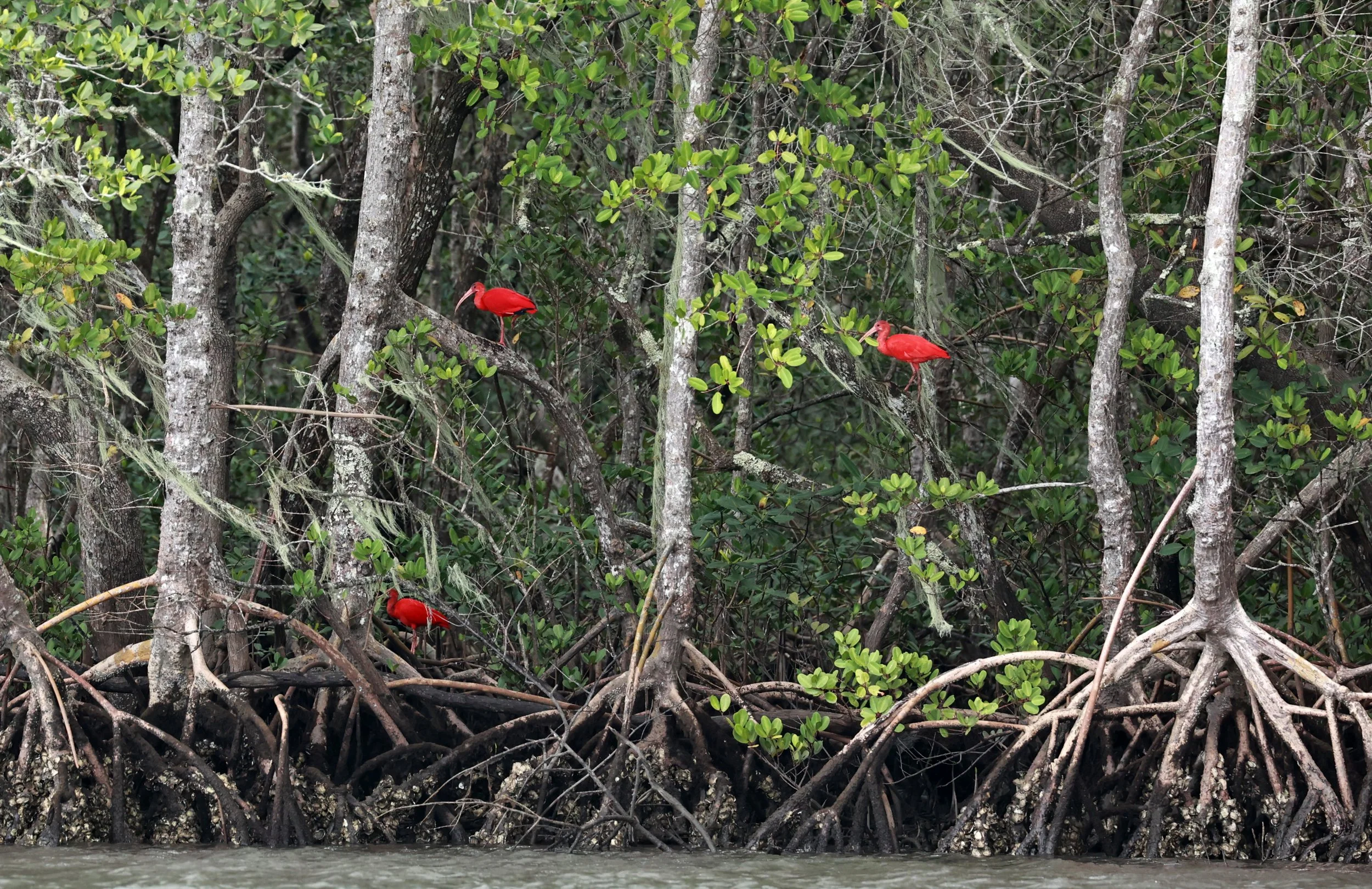 Scarlet Ibises (Eudocimus ruber) Superagüi National Park, Brazil (4).jpg