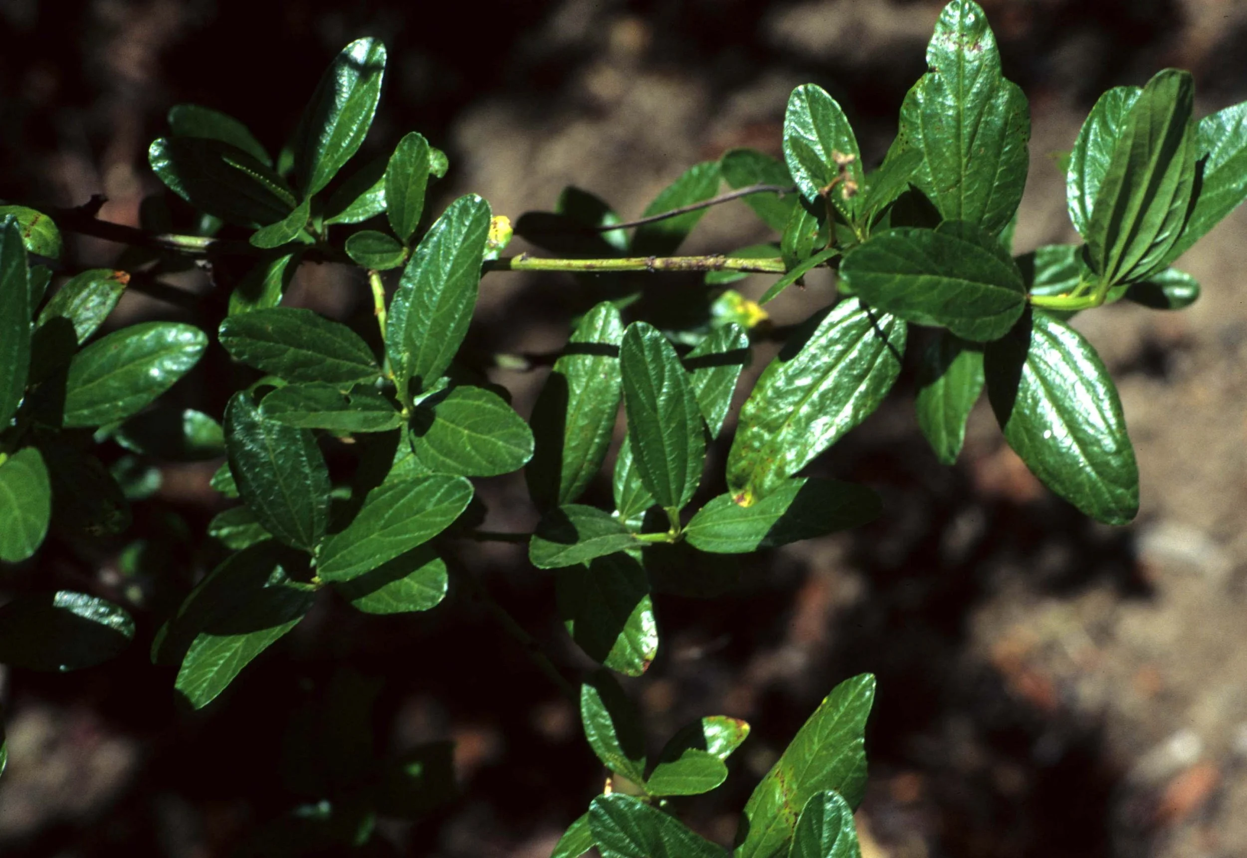 CALIFORNIA - REDWOODS NP - CEONOTHUS SPECIES.jpg