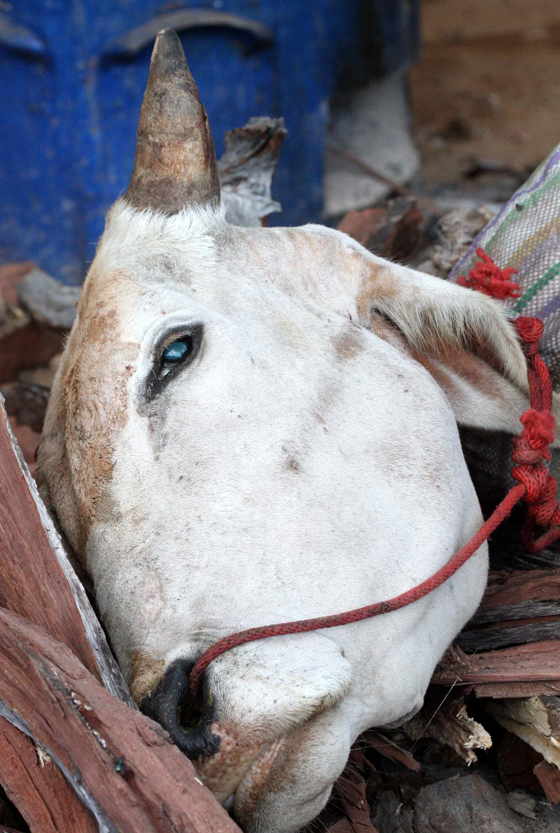 HILLTRIBE - HMONG - FUNERAL - CHRISTMAS IN THAILAND TRIP 2008 (2).JPG