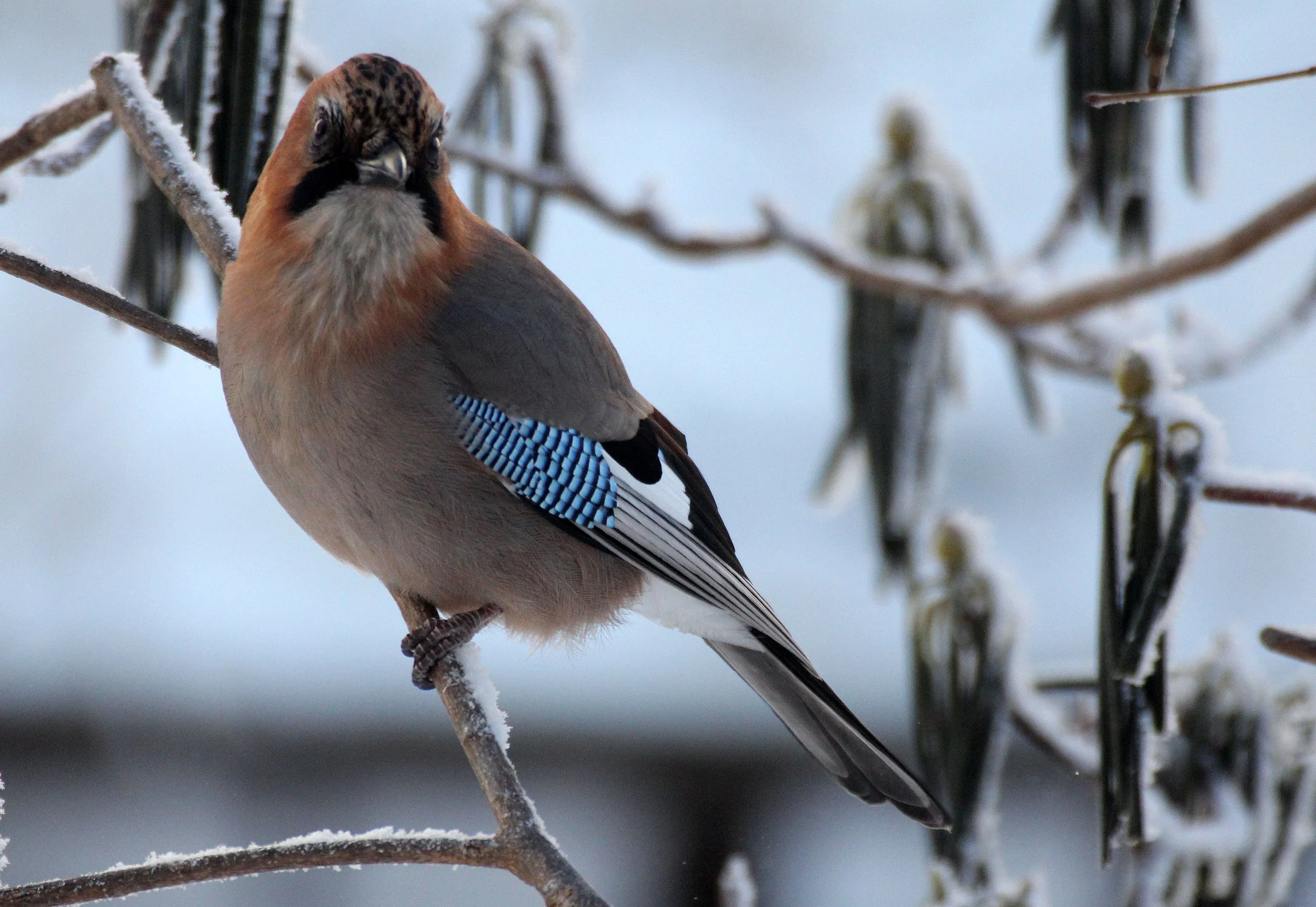 BIRD - JAY - EURASIAN JAY - YOROUSHI ONSEN DAIICHI LODGE, HOKKAIDO JAPAN (24).JPG