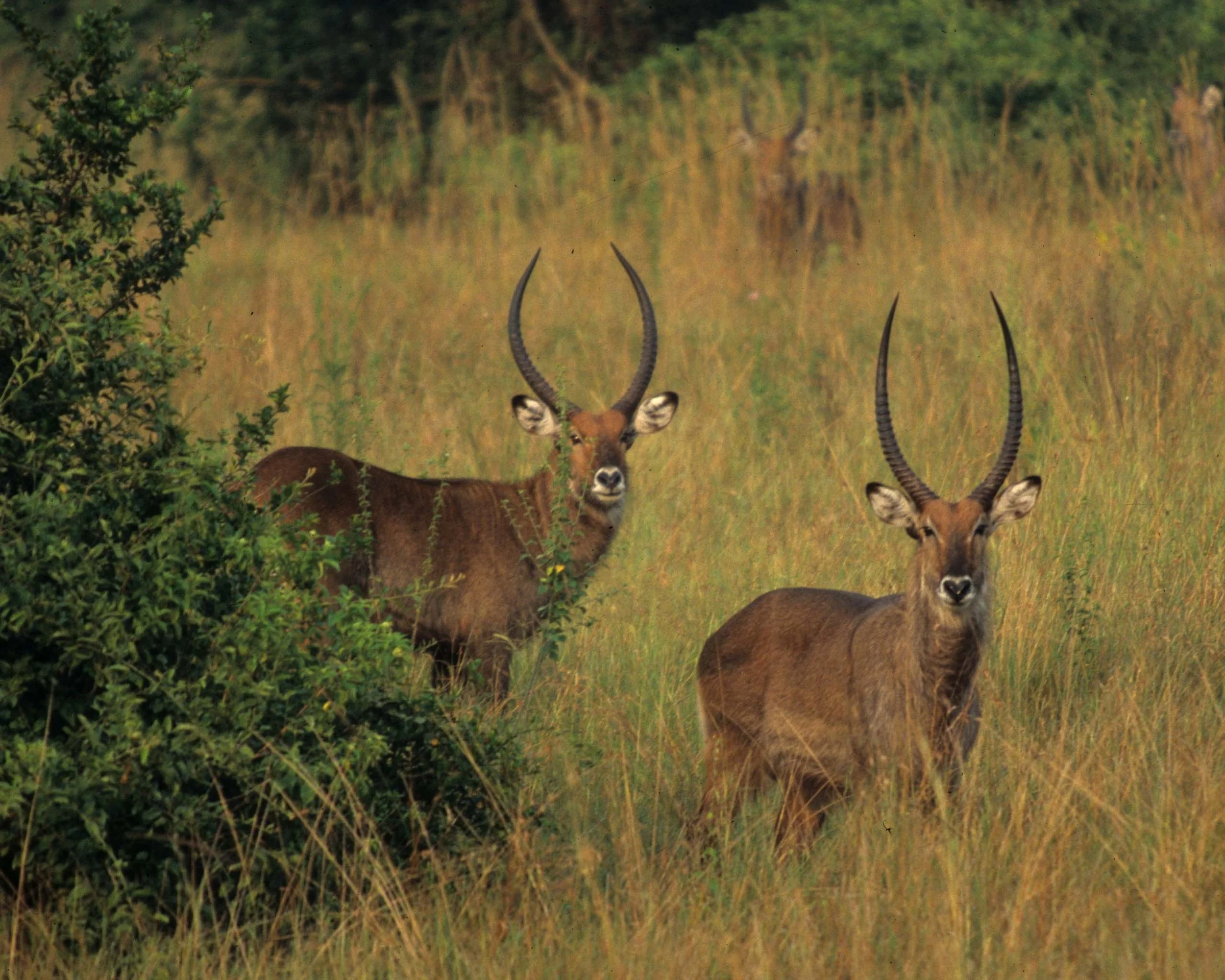 BOVID - WATERBUCK - DEFASSA - UGANDA (7).jpg