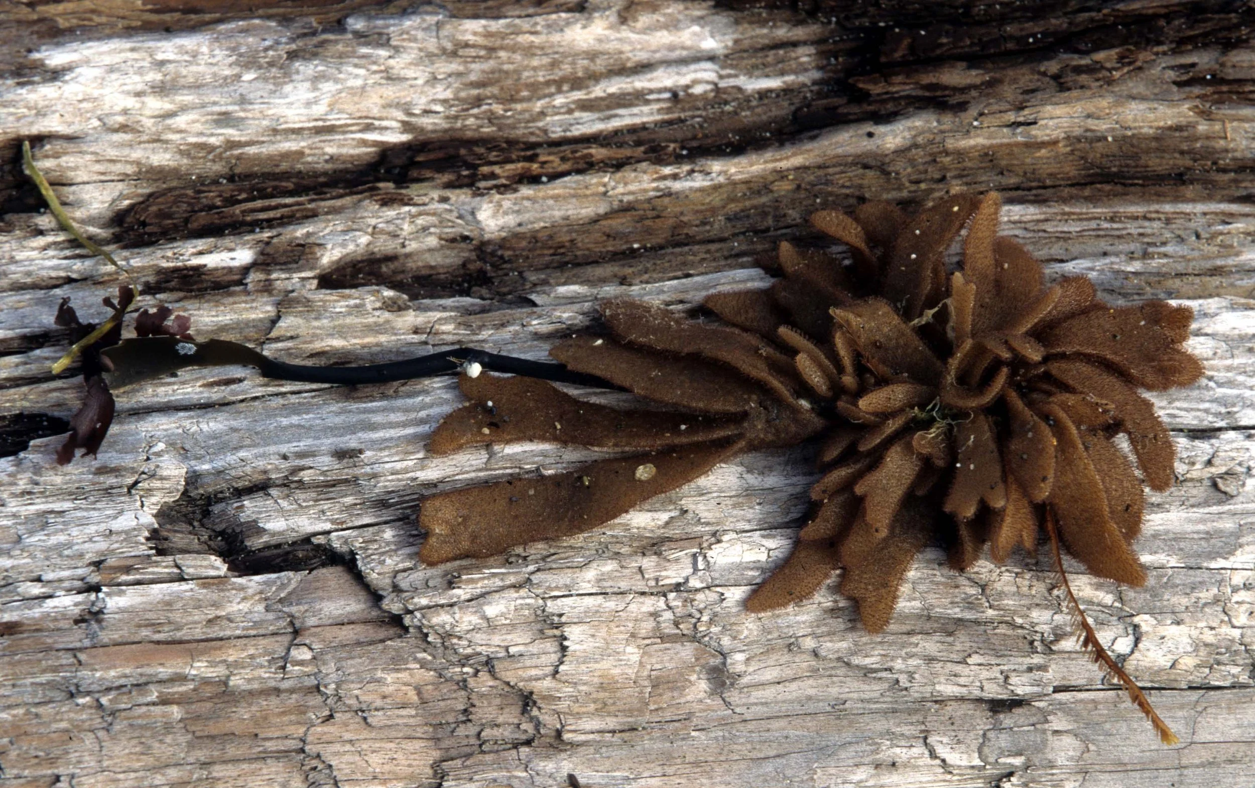 CALIFORNIA - BODEGA BAY - MARINE ALGAE SPECIES (13).jpg