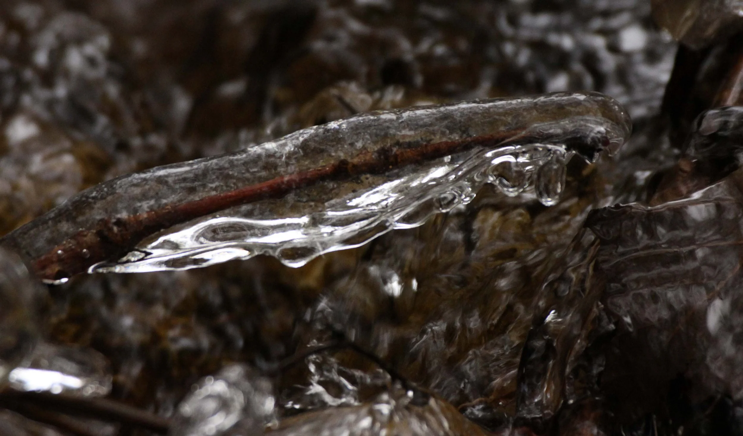 FOPING NATURE RESERVE - SHAANXI PROVINCE CHINA (122).JPG