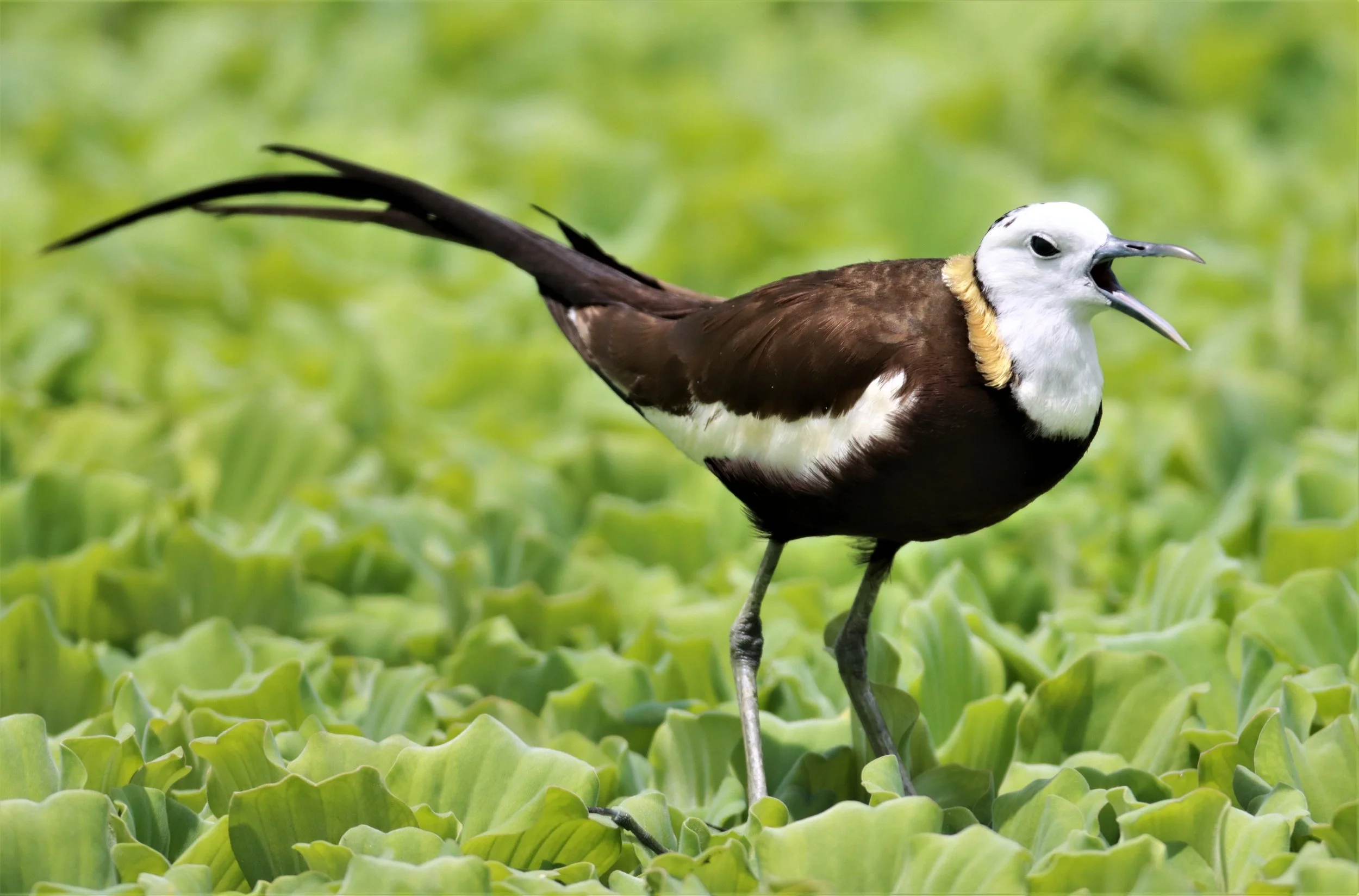 JACANA - PHEASANT-TAILED JACANA - Hydrophasianus chirurgus - KHON KAEN SEWAGE TREATMENT PLANT KHON KAEN UNIVERSITY  (44).jpg