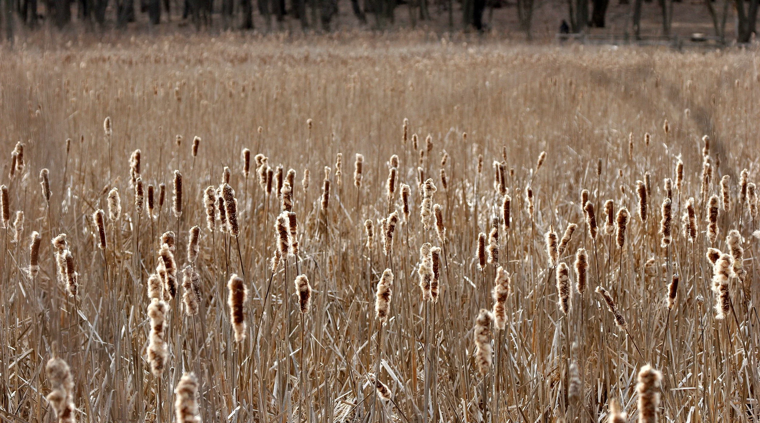 ILLINOIS - 2008-3-29 CHICAGO SPRING TRIP - LINCOLN MARSH (2).JPG