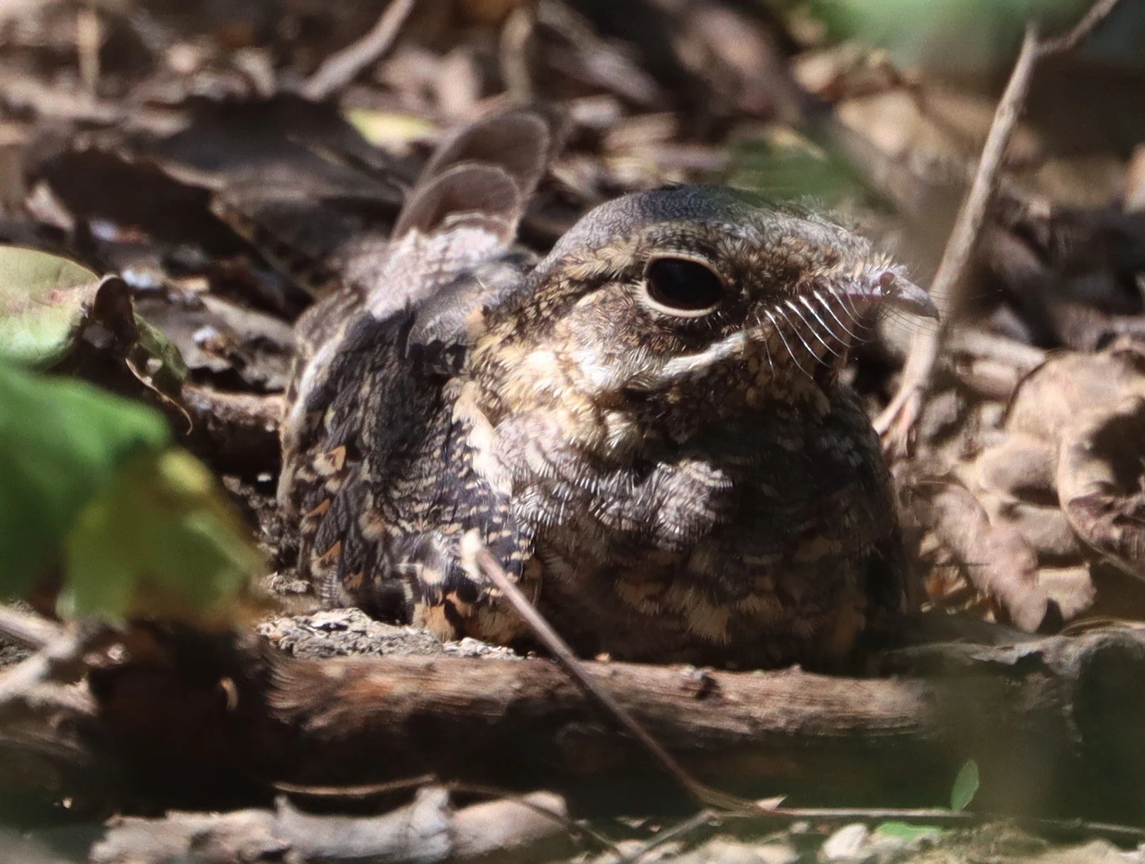 NIGHTJAR - INDIAN NIGHTJAR - Caprimulgus asiaticus - BANG KHAEM WETLANDS NAKHON PATHOM MAY 15 2021 (8).jpg