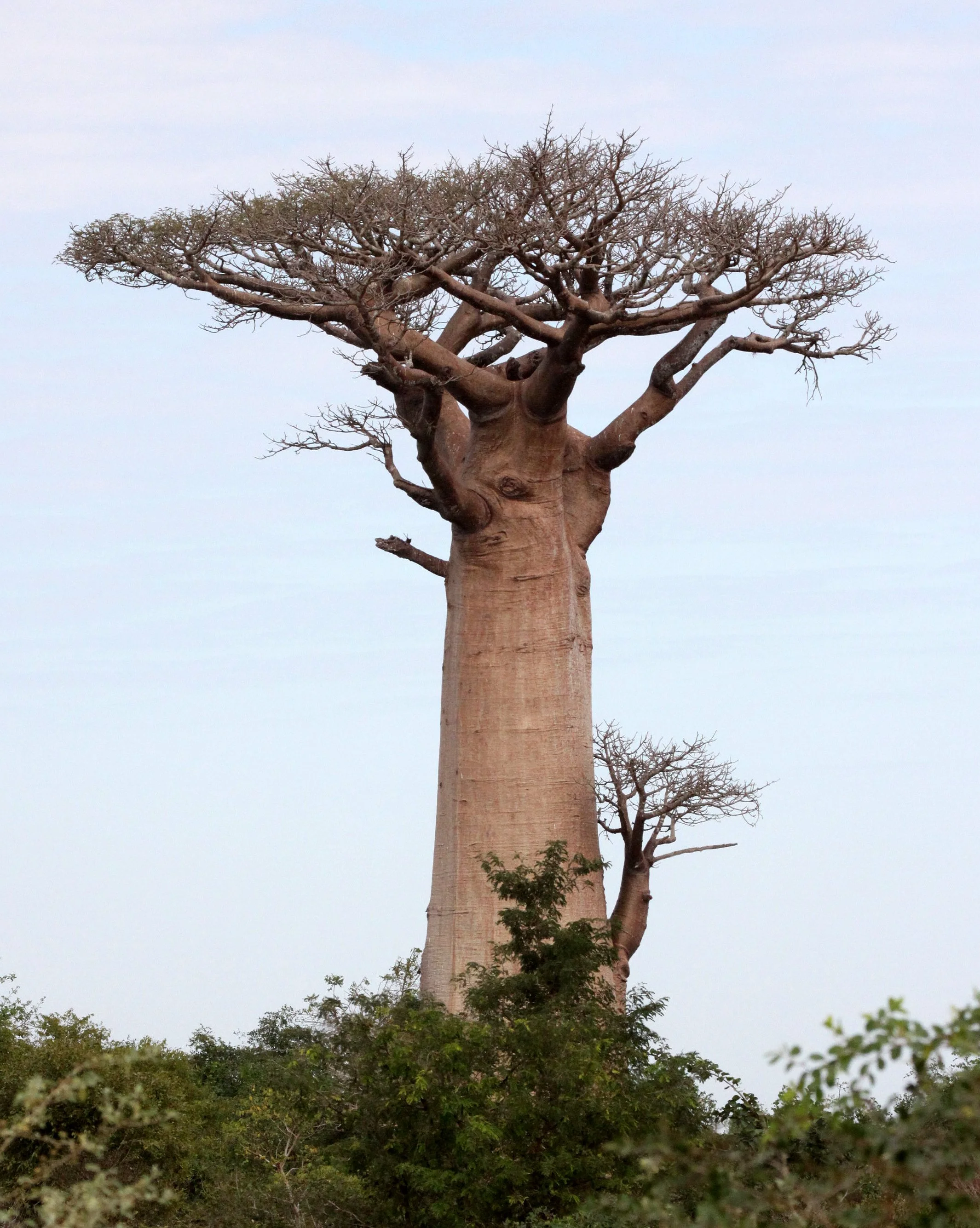 PLANT - BAOBAB - ADANSONIA GRANDIDIERI - AVENUE DU BAOBABS - KIRINDY NATIONAL PARK - MADAGASCAR (8).JPG