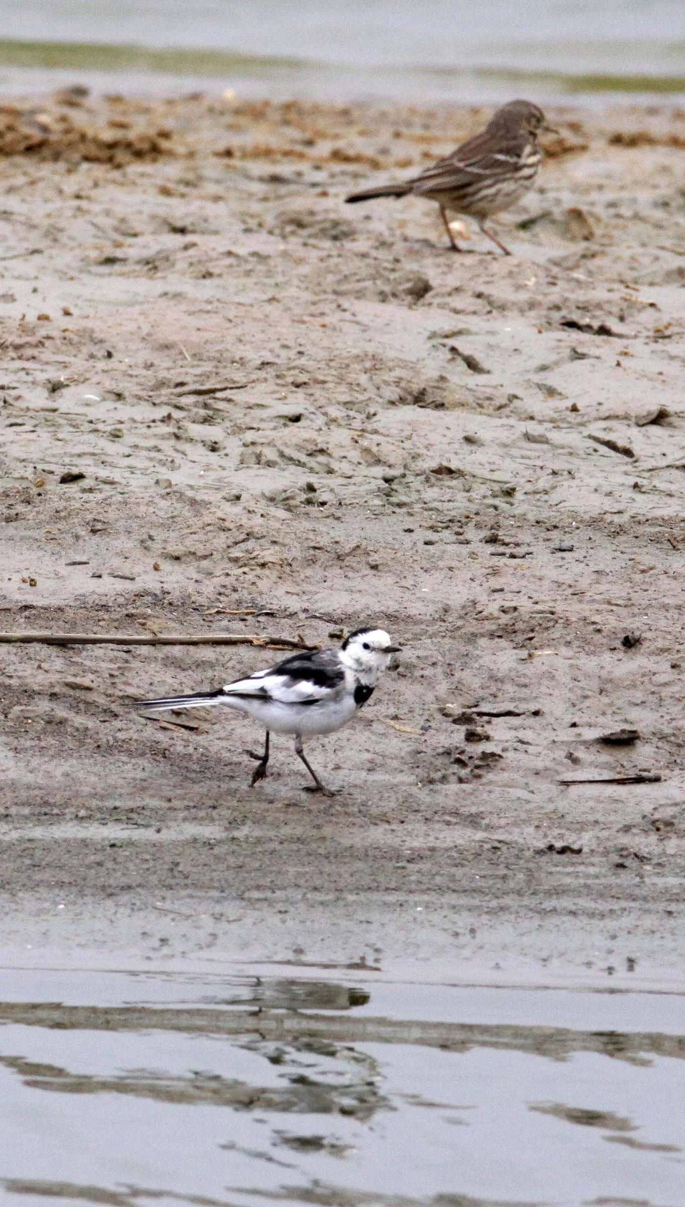 WHITE WAGTAIL- YANCHENG CHINA (3).JPG