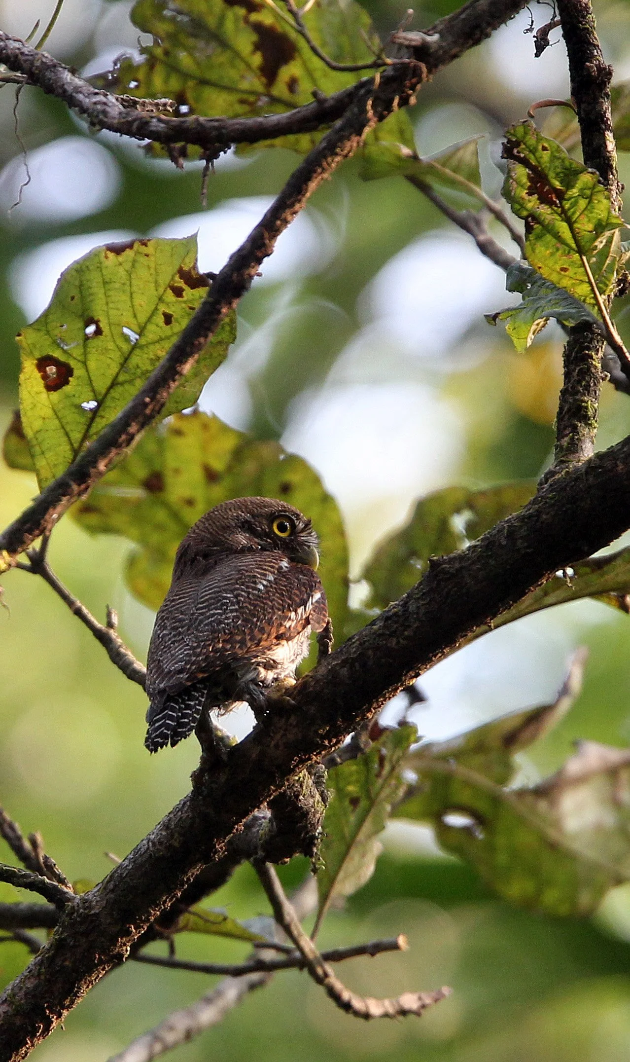 Glaucidium radiatum - JUNGLE OWLET - THATTEKAD NATURE RESERVE KERALA INDIA (11).JPG