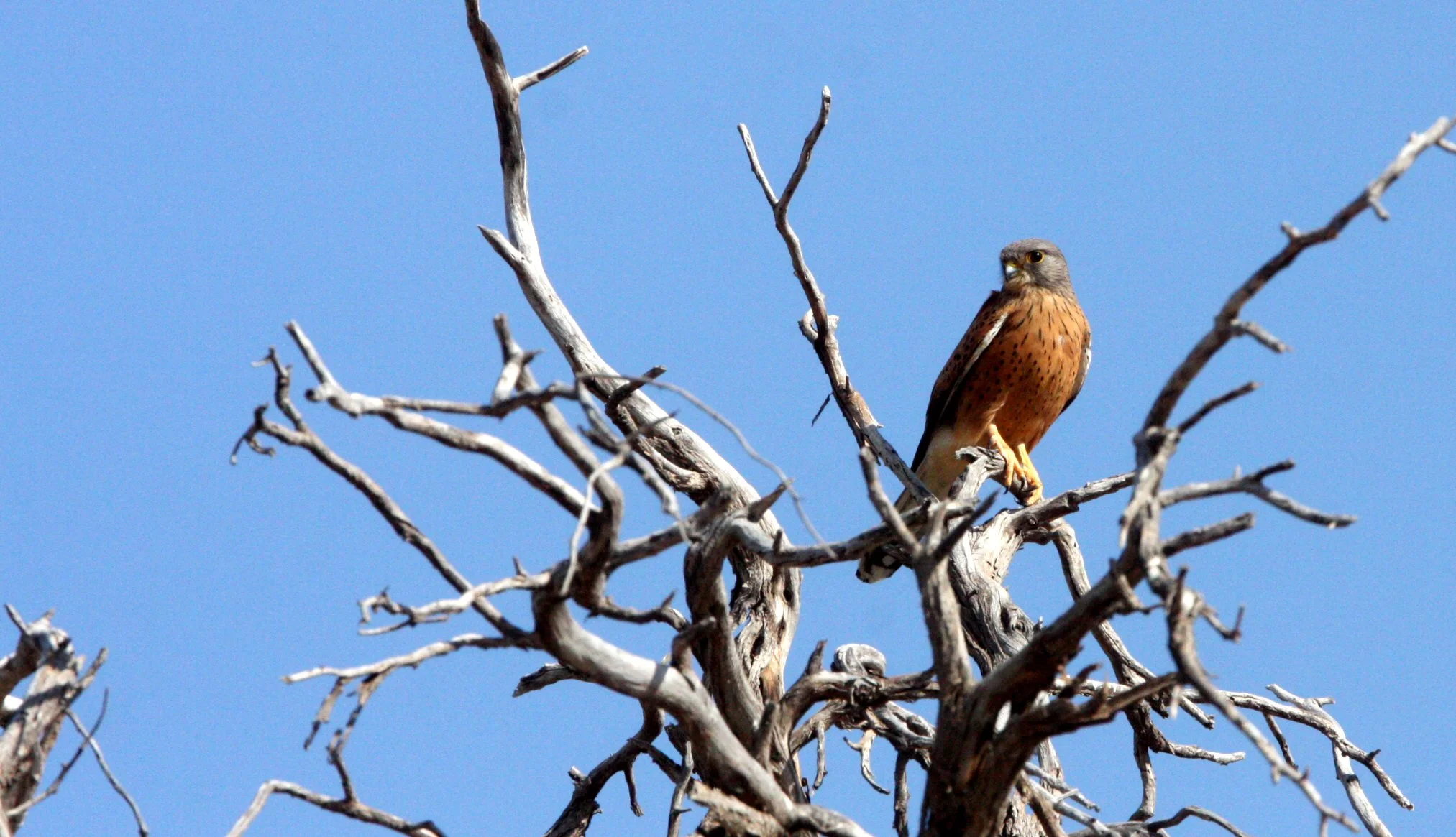 BIRD - KESTREL - LESSER KESTREL - FALCO NAUMANNI - KGALAGADI NATIONAL PARK RSA (4).JPG