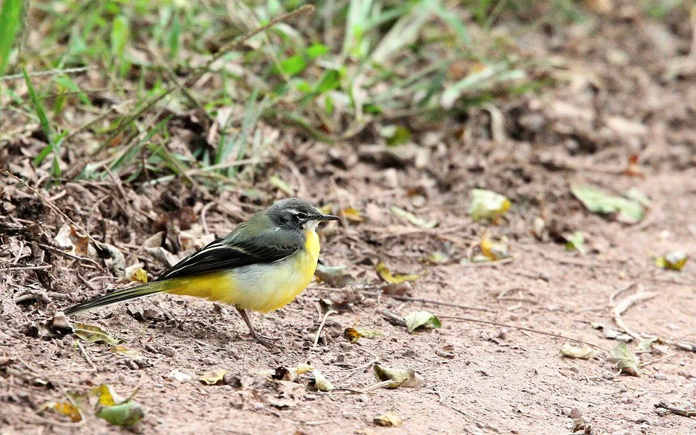 GREY WAGTAIL -  NANKOU, RUDONG, CHINA (2).JPG