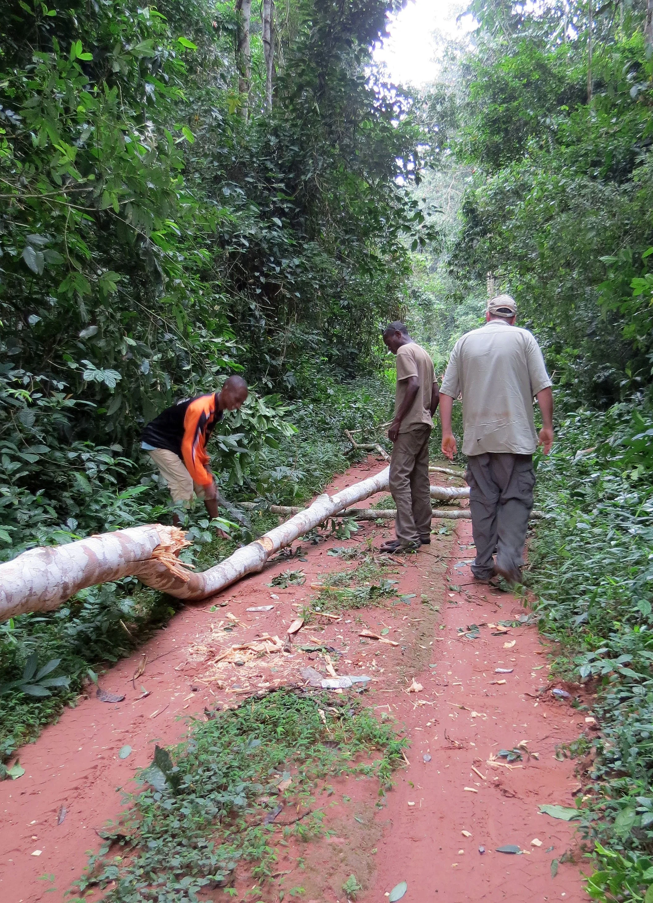 DZANGA NDOKI NATIONAL PARK  - CENTRAL AFRICAN REPUBLIC (12).JPG