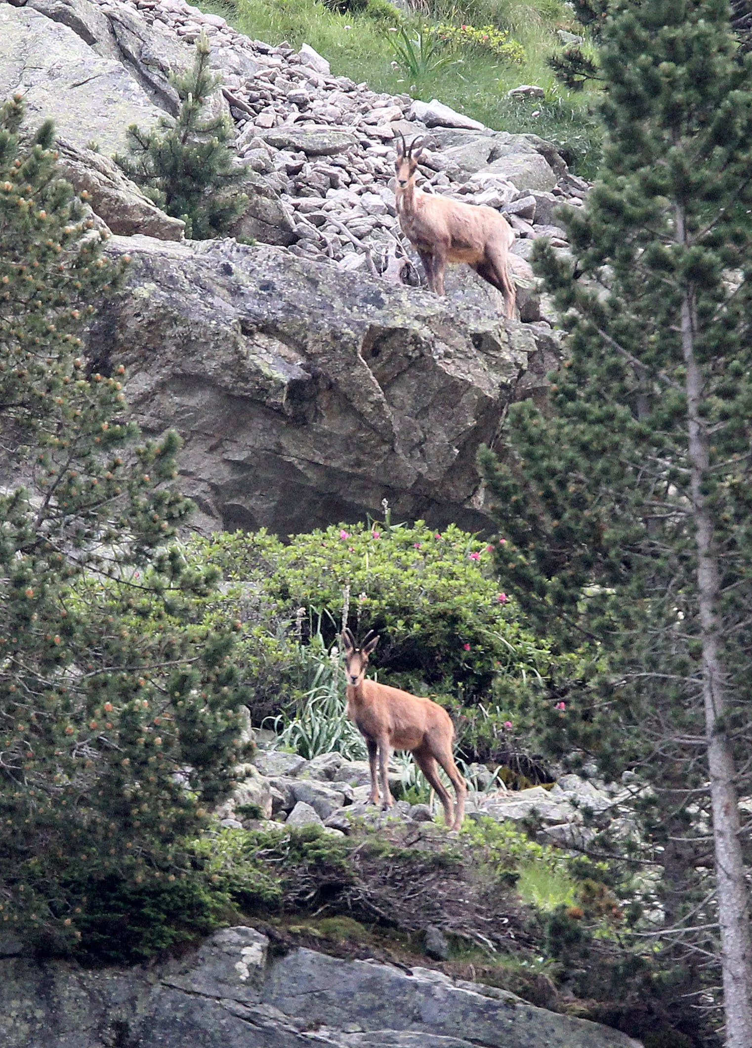 CHAMOIS - PYRENEAN CHAMOIS - Rupicapra pyrenaica - ARRENS MARSOUS PYRENEES NATIONAL PARK FRANCE (44).JPG