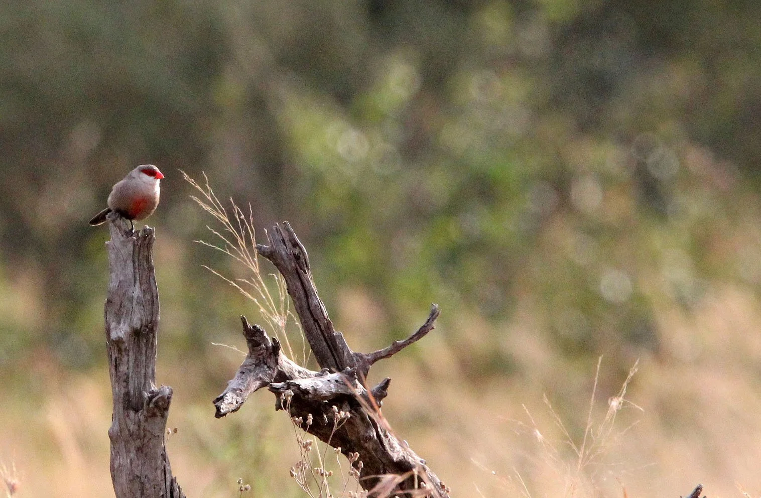 Common waxbill (Estrilda astrild) Masai Mara Kenya (1).JPG