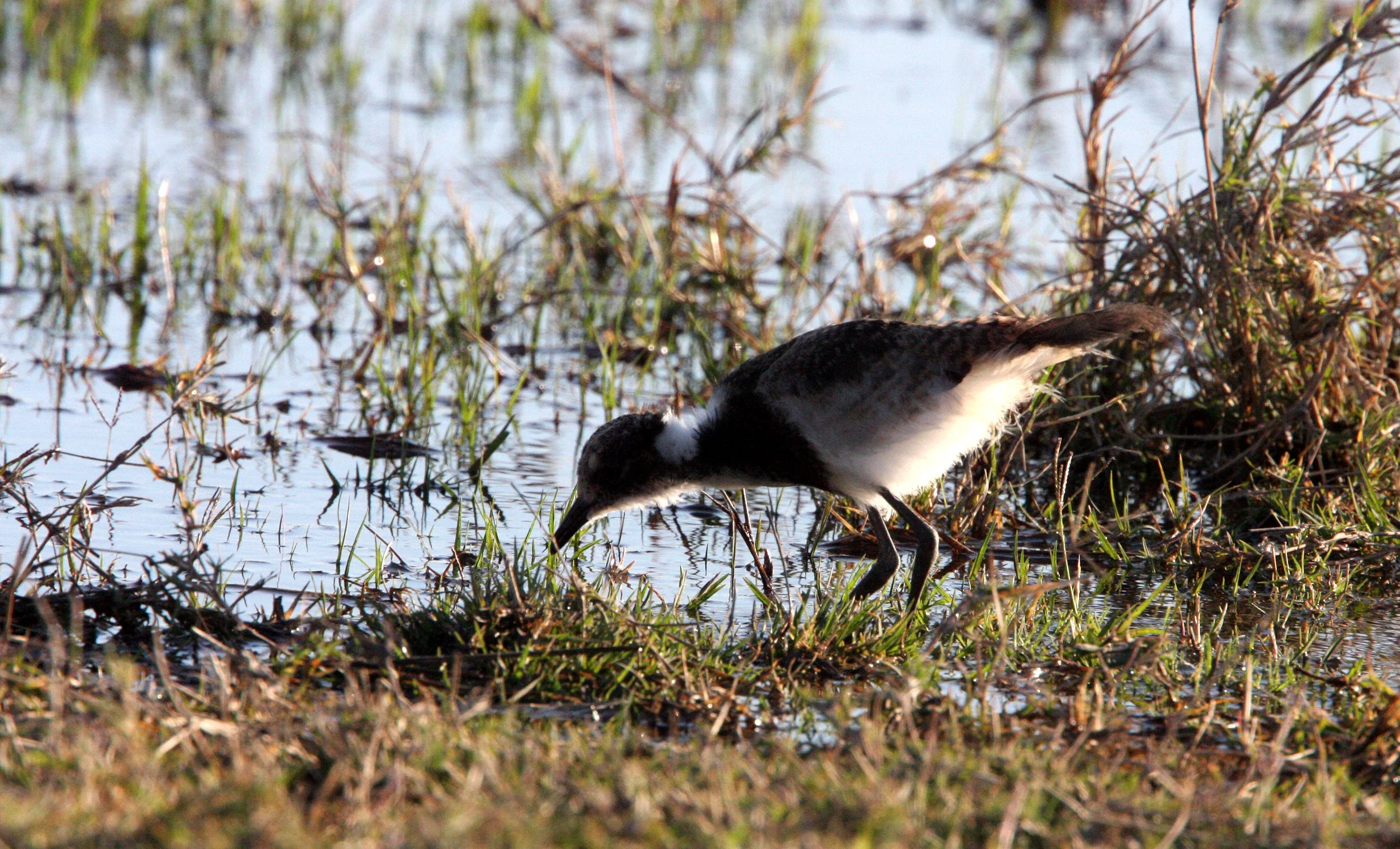 LAPWING - BLACKSMITH PLOVER OR LAPWING - Vanellus armatus - KHWAI CAMP OKAVANGO BOTSWANA (4).JPG
