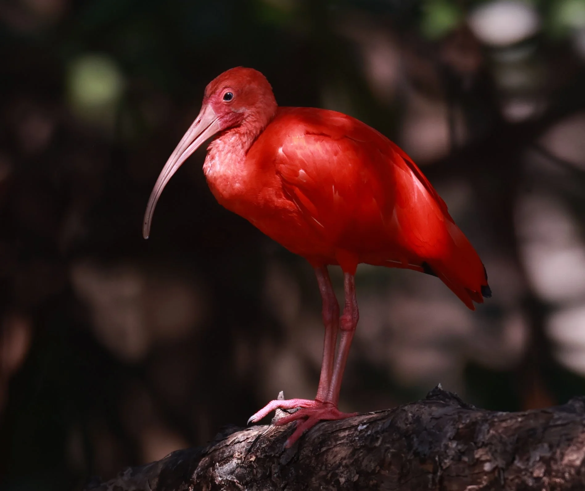 Ibis - Scarlet Ibis - Eudocimus ruber - 29 Songkaow Cafe, Chachoengsao Thailand (264).jpg