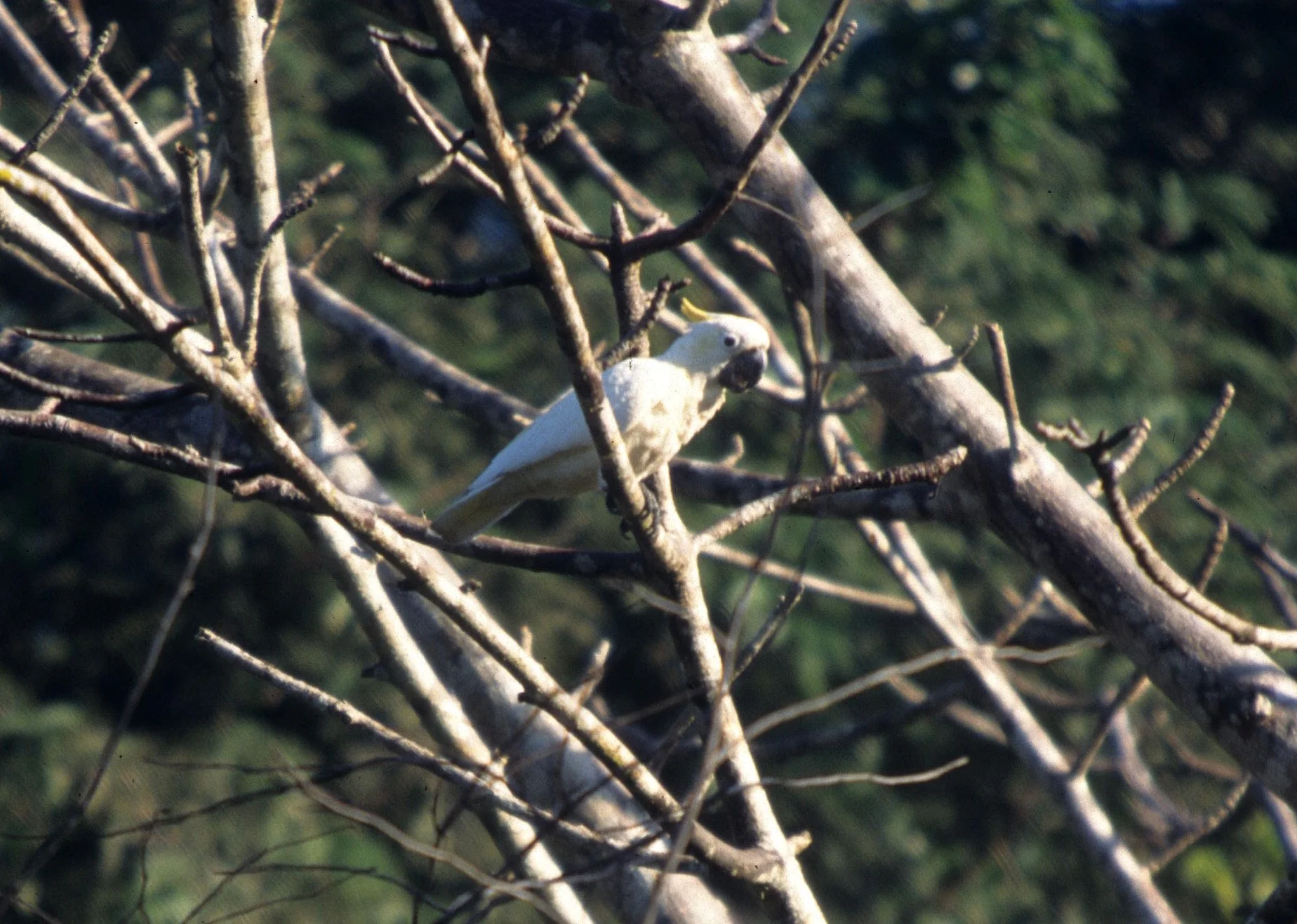 BIRD - COCKATOO - SULPHUR-CRESTED - KOMODO ISLAND A.jpg