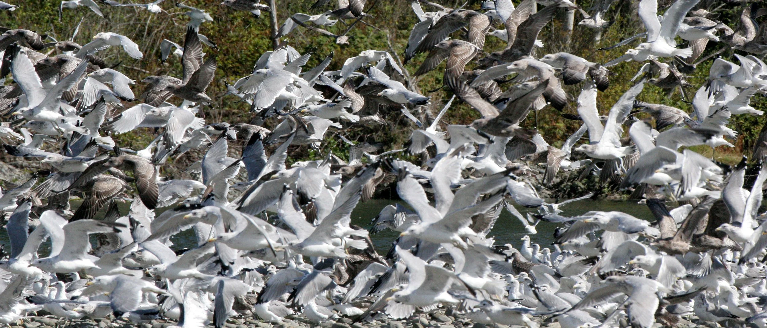 BIRD - GULL - WESTERN GULL FLOCK - ELWHA RIVER MOUTH (3).JPG