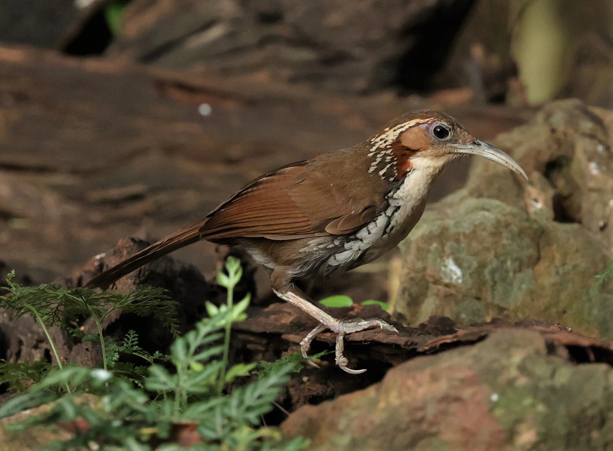 SCIMITAR BABBLER - Erythrogenys hypoleucos - LARGE SCIMITAR BABBLER - NUY HIDE NEAR KAENG KRACHAN FEB 2022 (51).jpg
