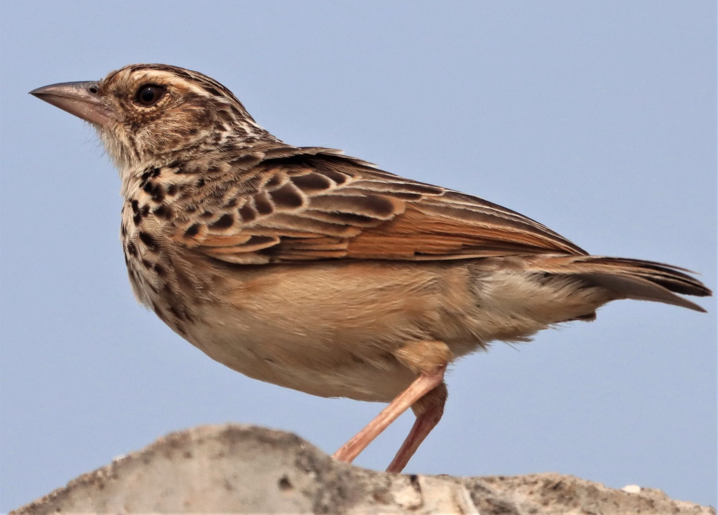 Indochinese Bushlark (Mirafra erythrocephala) Bang Khaem Wetlands Nakhon Pathom (10).jpg