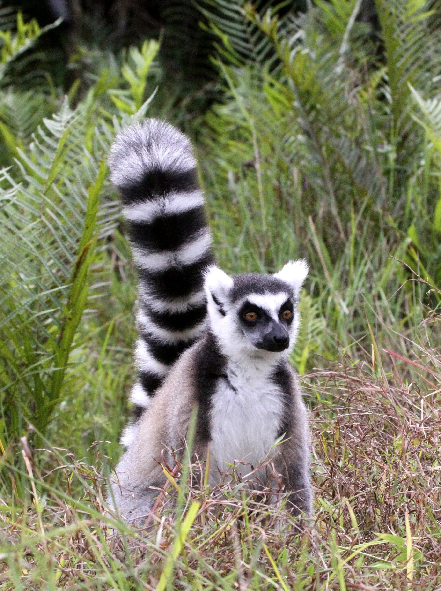 LEMURIDAE - Lemur catta - RING-TAILED LEMUR - ANDISABE NATIONAL PARK MADAGASCAR - VAKONA LODGE (41).JPG