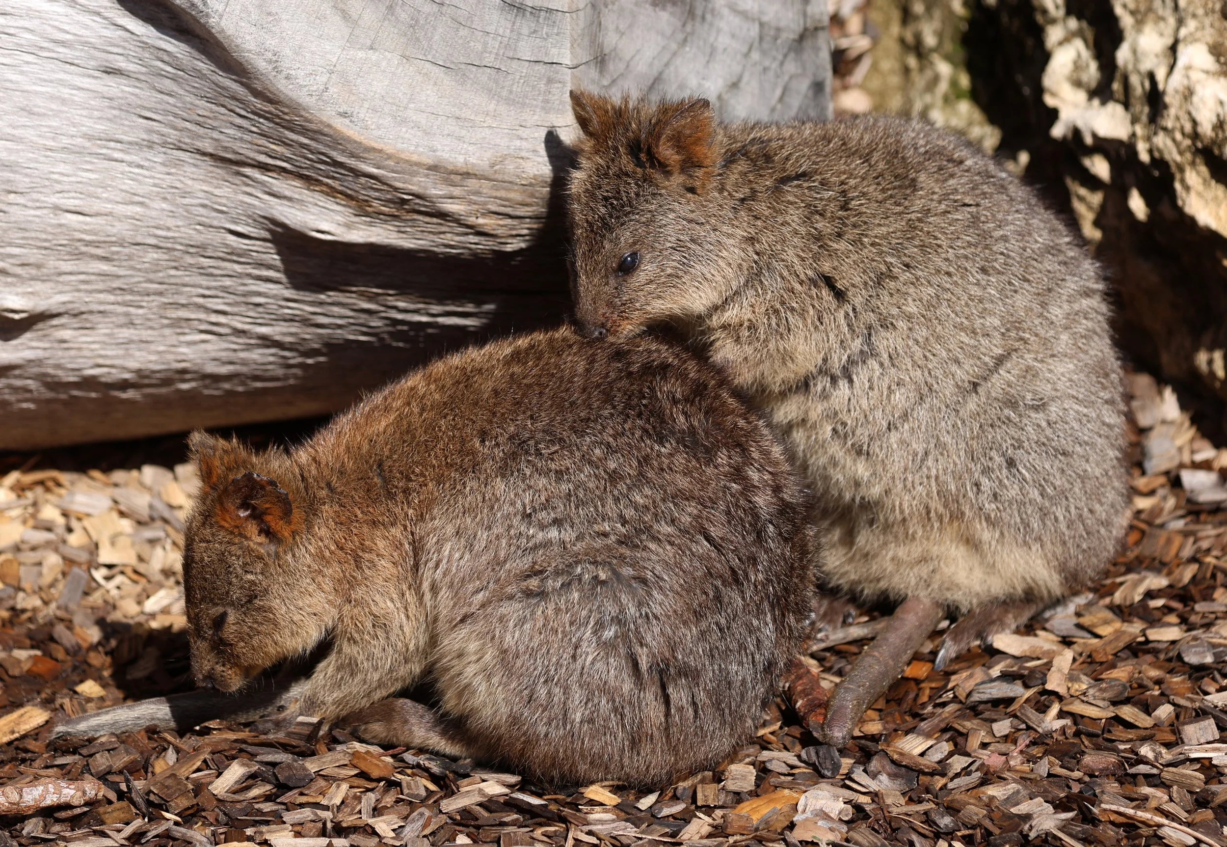 Quokka (Setonix brachyurus) Rottnest Island - Western Australia (309).jpg
