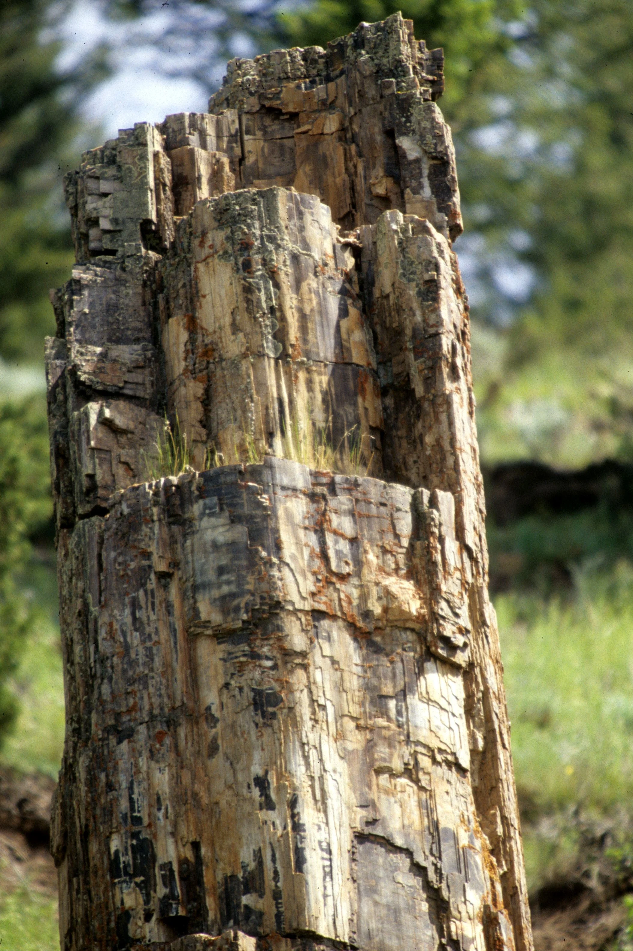 YELLOWSTONE - PETRIFIED WOOD.jpg