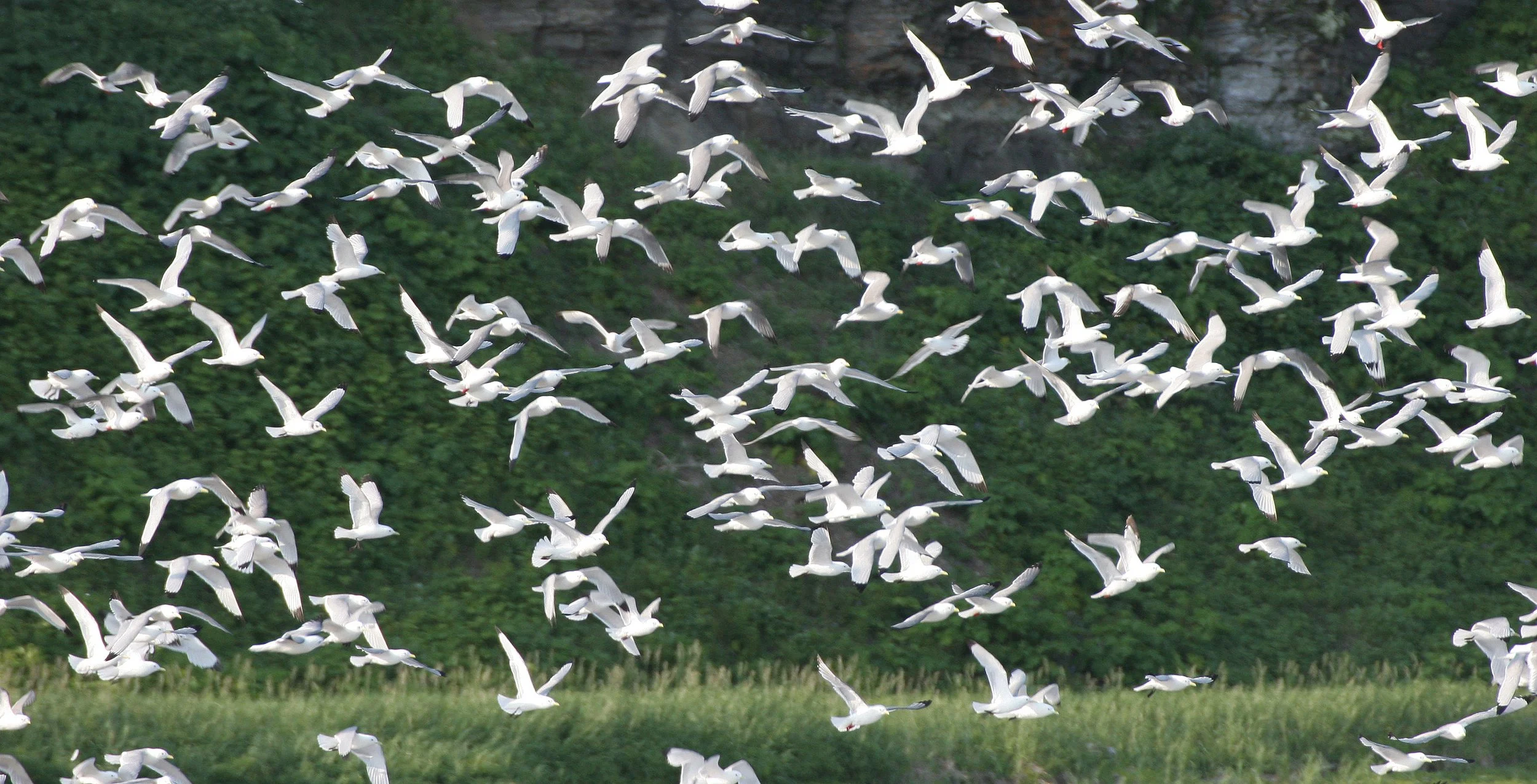 BIRD - KITTIWAKE - RED-LEGGED - COMMANDORSKY (3).jpg