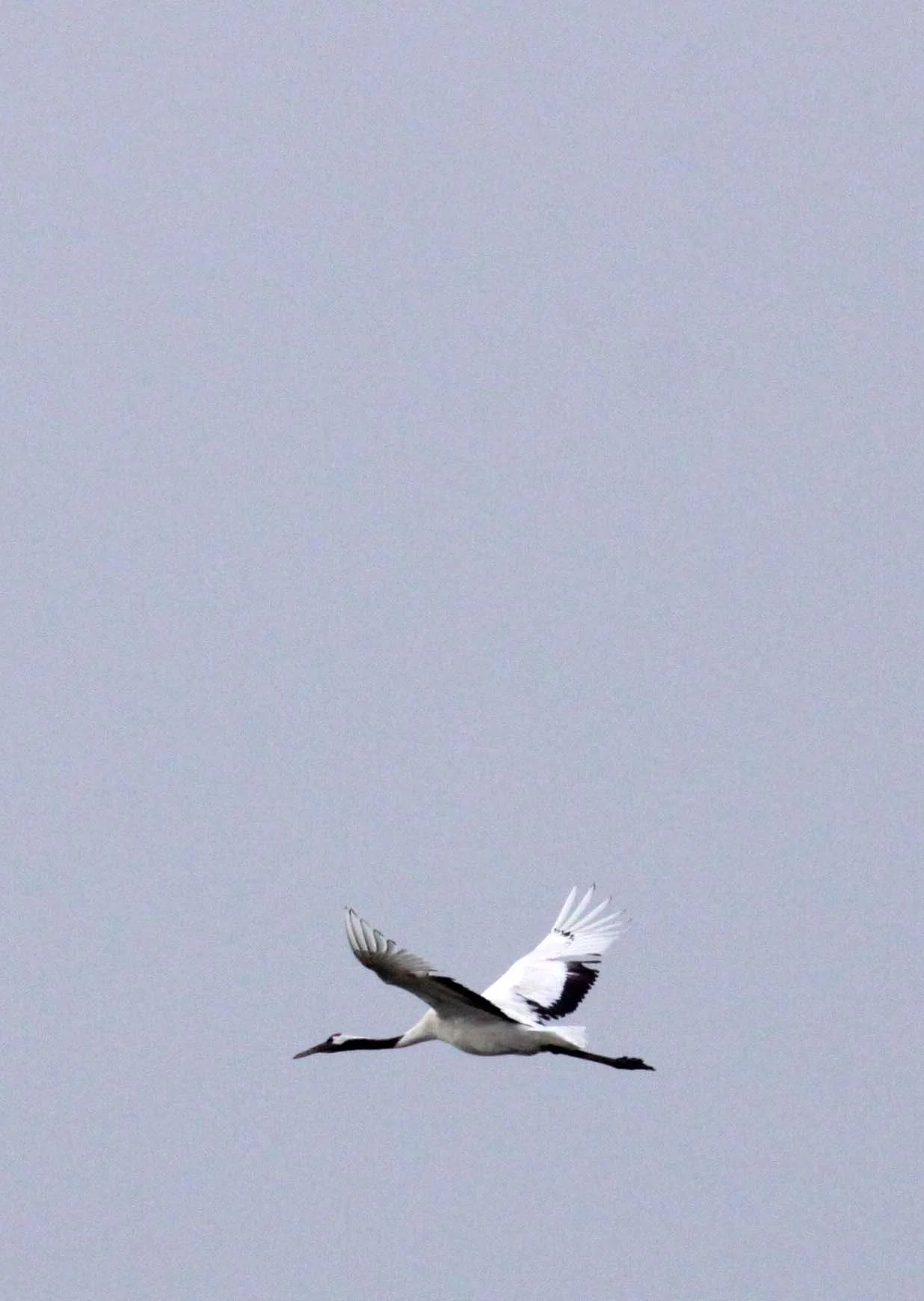 BIRD - CRANE - RED-CROWNED JAPANESE CRANE  - YANCHENG CHINA (66).JPG