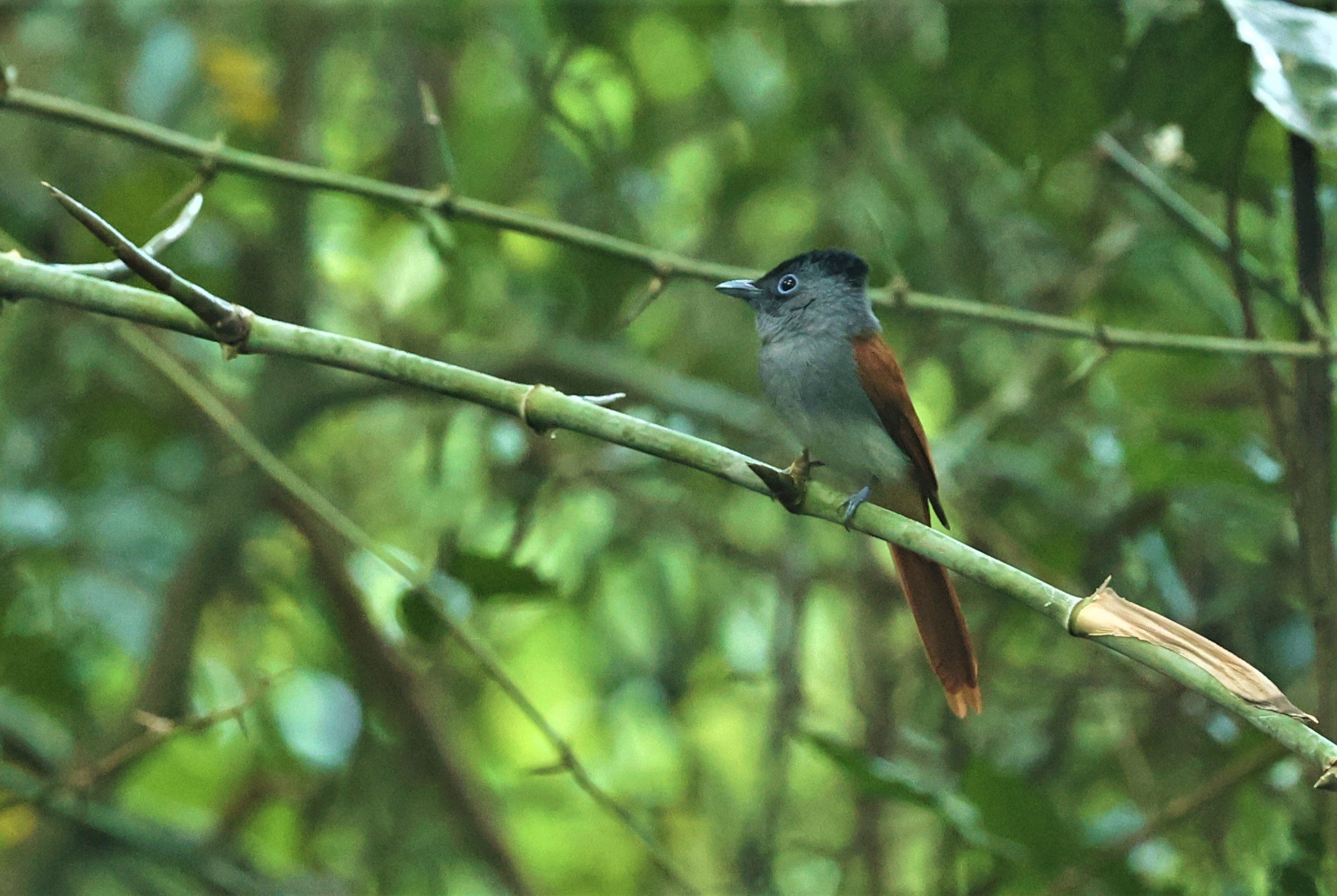 PARADISE-FLYCATCHER - BLYTH'S PARADISE-FLYCATCHER - Terpsiphone affinis - WAT THAM PRATHUM CHONBURI OCT 20, 2022 (4).jpg