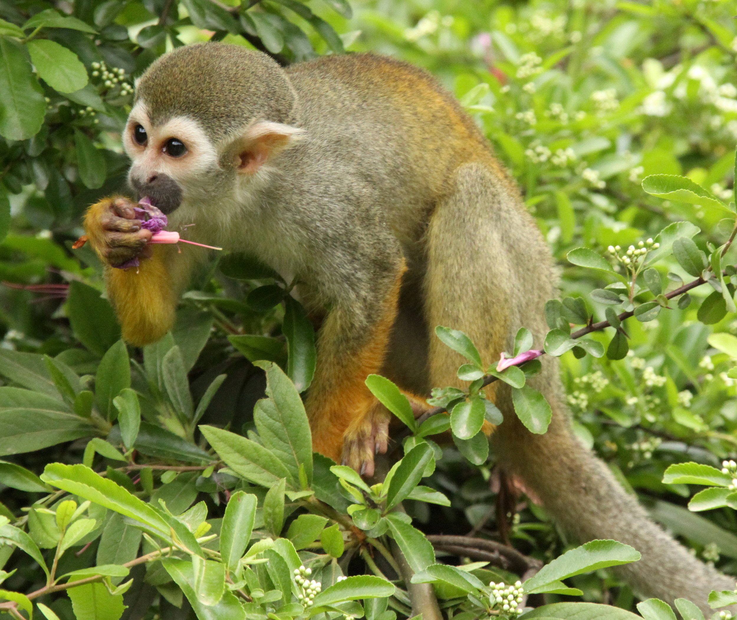 Saimiri cassiquiarensis - Humboldt's Squirrel Monkey