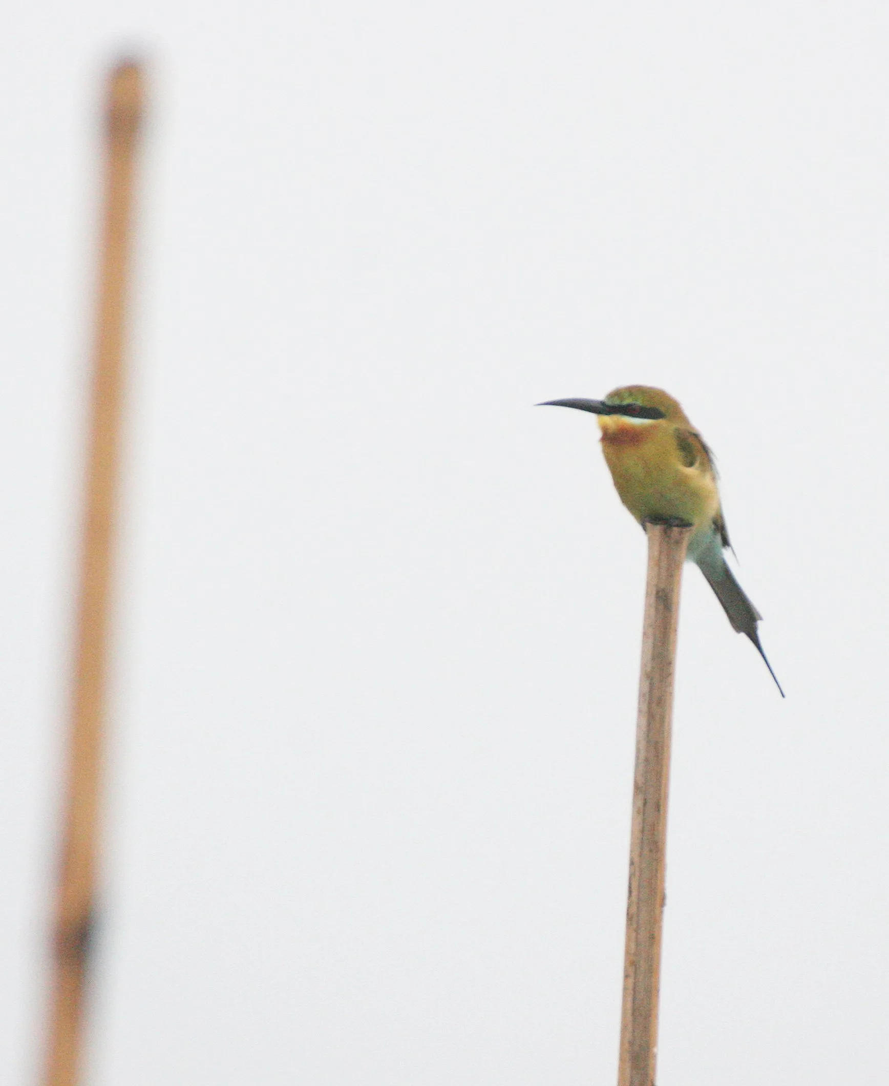BEE EATER - BLUE-TAILED BEE-EATER - Merops philippinus - BUENG BORAPHET THAILAND (6).JPG