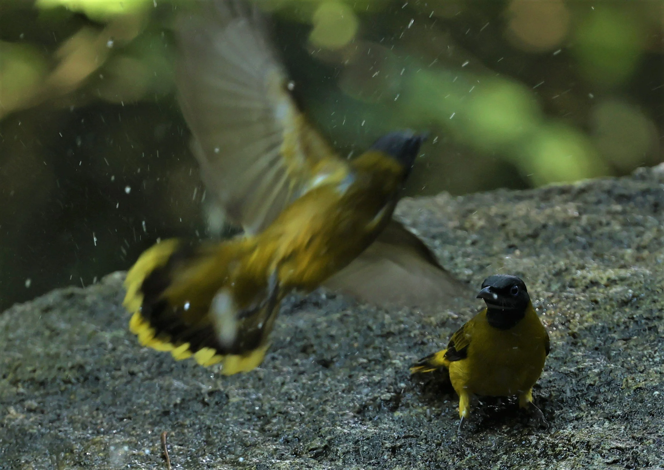 BULBUL - BLACK HEADED BULBUL - Pycnonotus atriceps - WAT THAM PRATHUM CHONBURI JAN 30 2022 (21).jpg