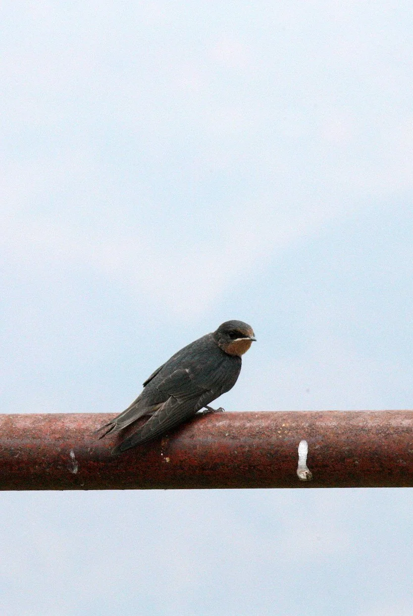 Barn Swallow (Hirundo rustica) Linden Center Xixhou Village Yunnan China (16).JPG
