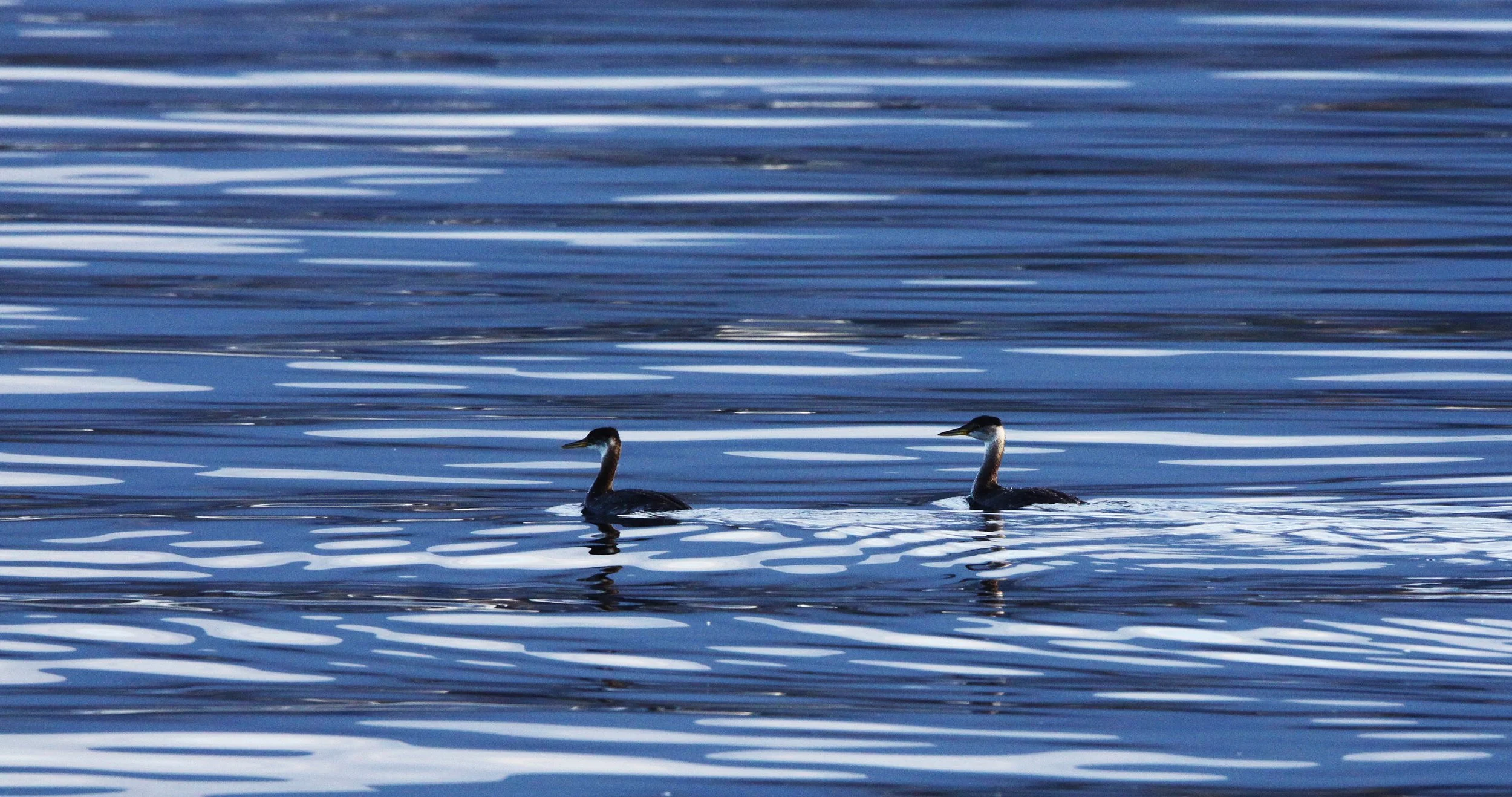 Red-necked Grebe (Podiceps grisegena) Port Angeles Harbor & Strait of Juan de Fuca Washington (28).JPG