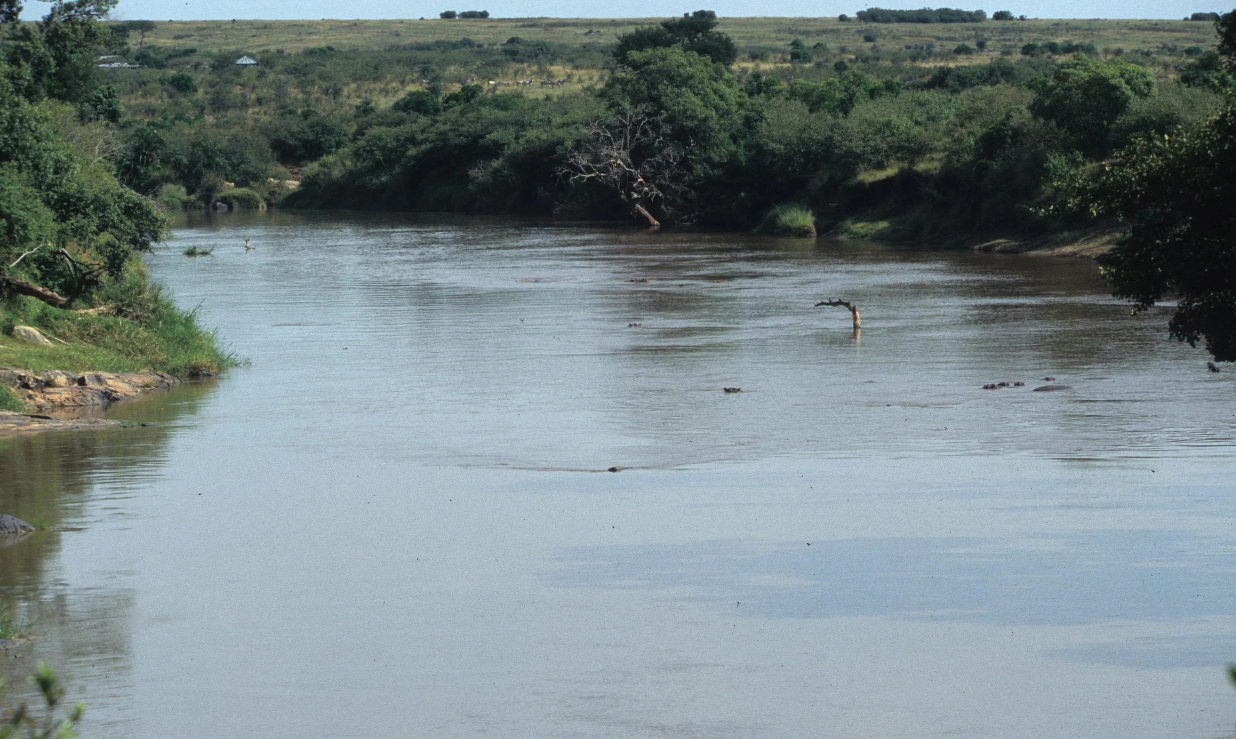 SERENGETI - MARA RIVER - MASAI MARA.jpg