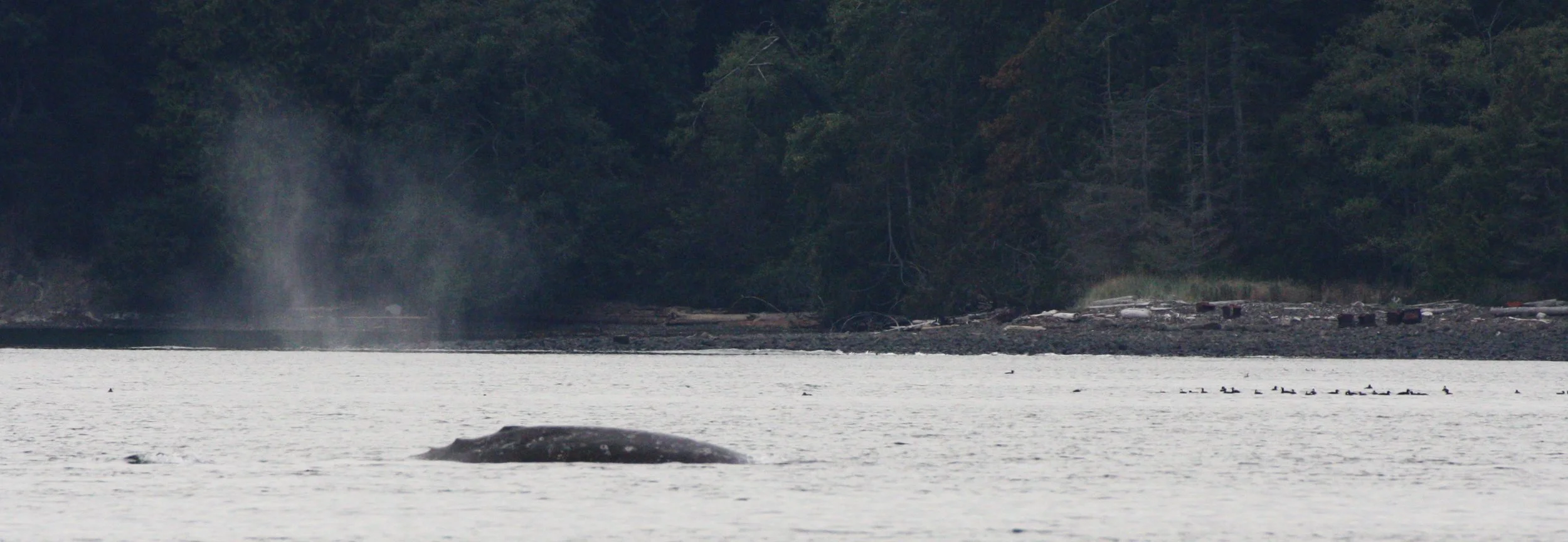 CETACEAN - GRAY WHALE - SALT CREEK WA (14).JPG